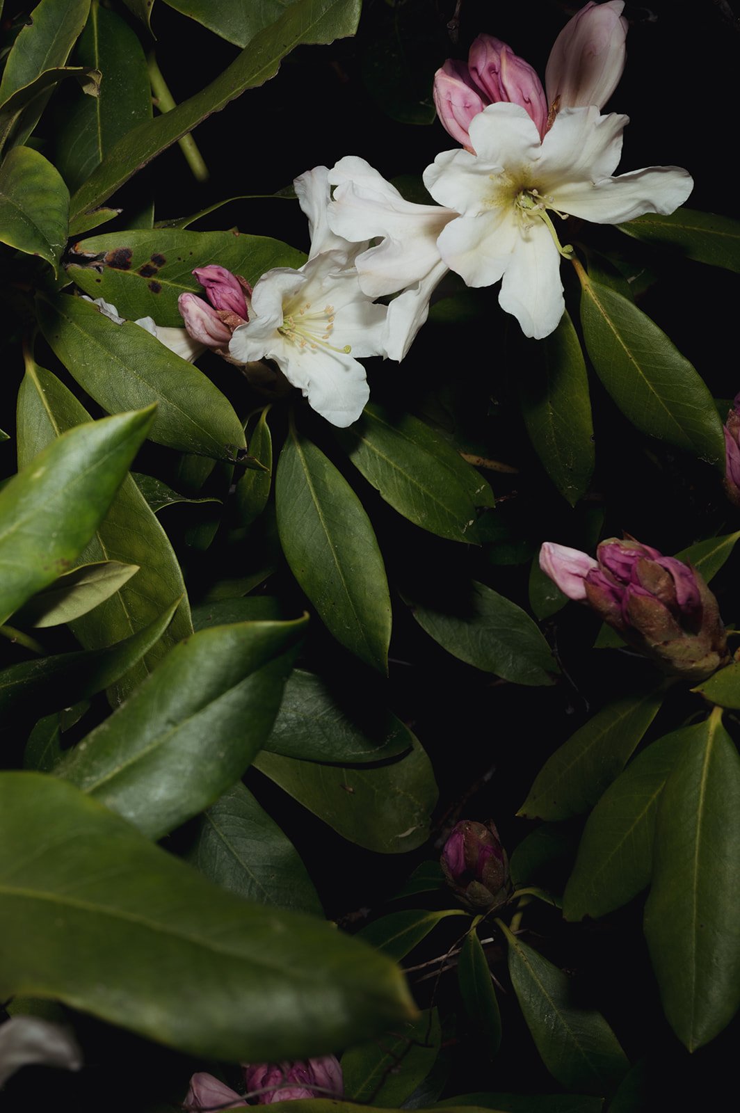 OhhHalla_Flowers-117_websize.jpg