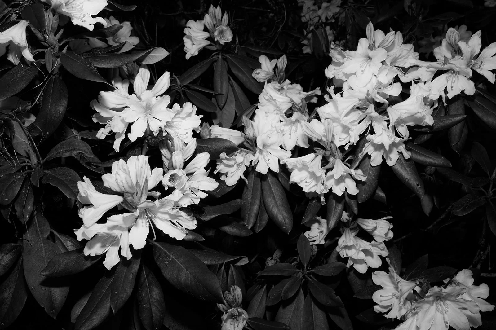 OhhHalla_Flowers-106_websize.jpg