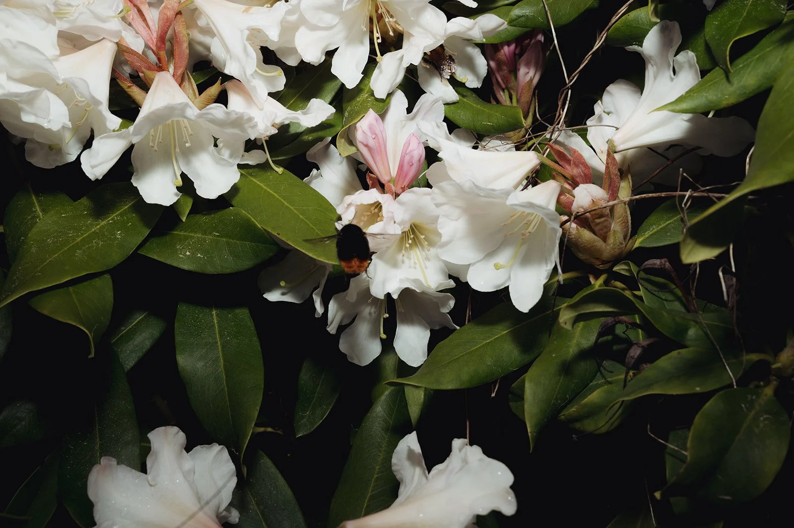 OhhHalla_Flowers-143_websize.jpg