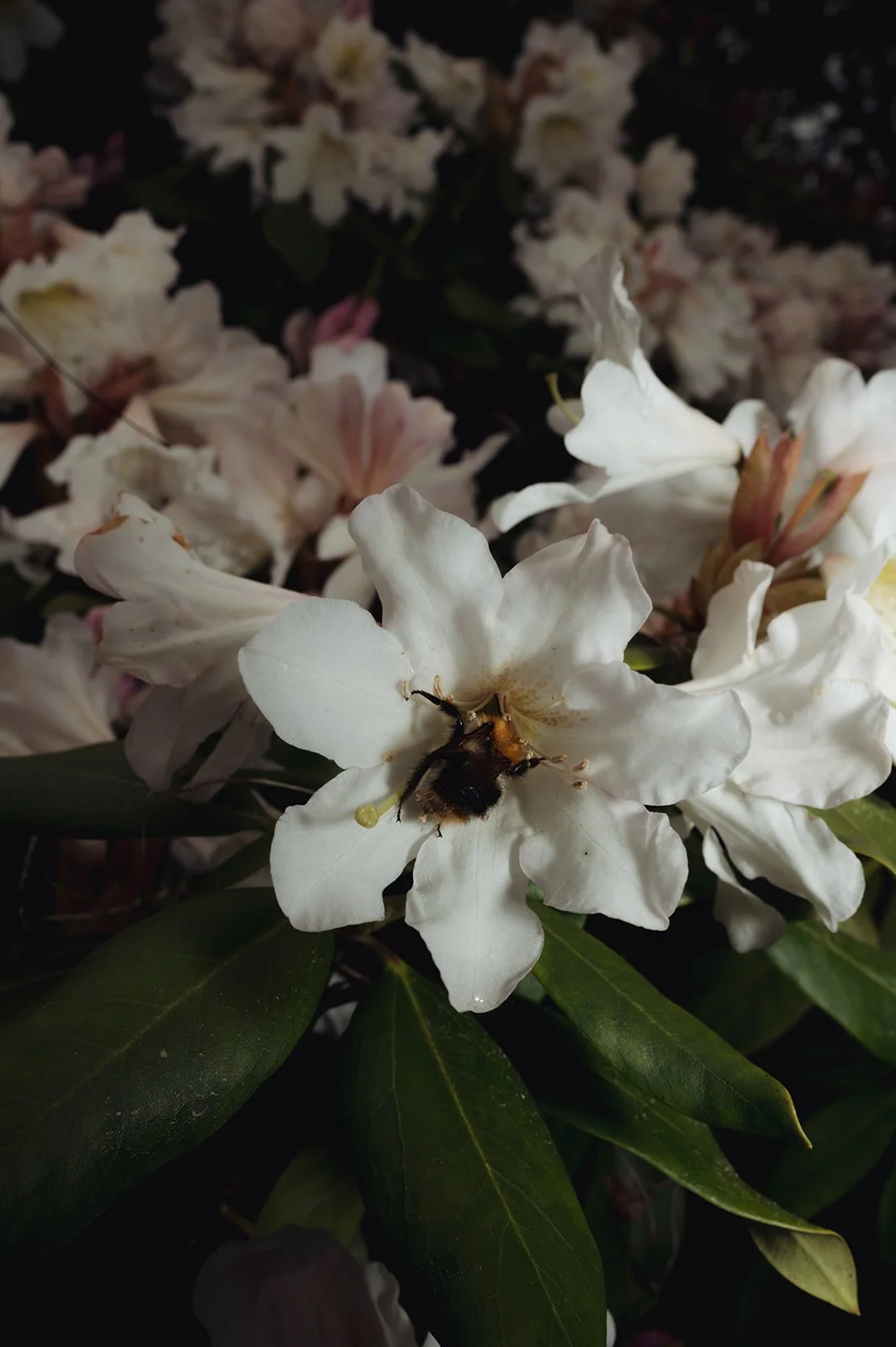 OhhHalla_Flowers-127_websize.jpg