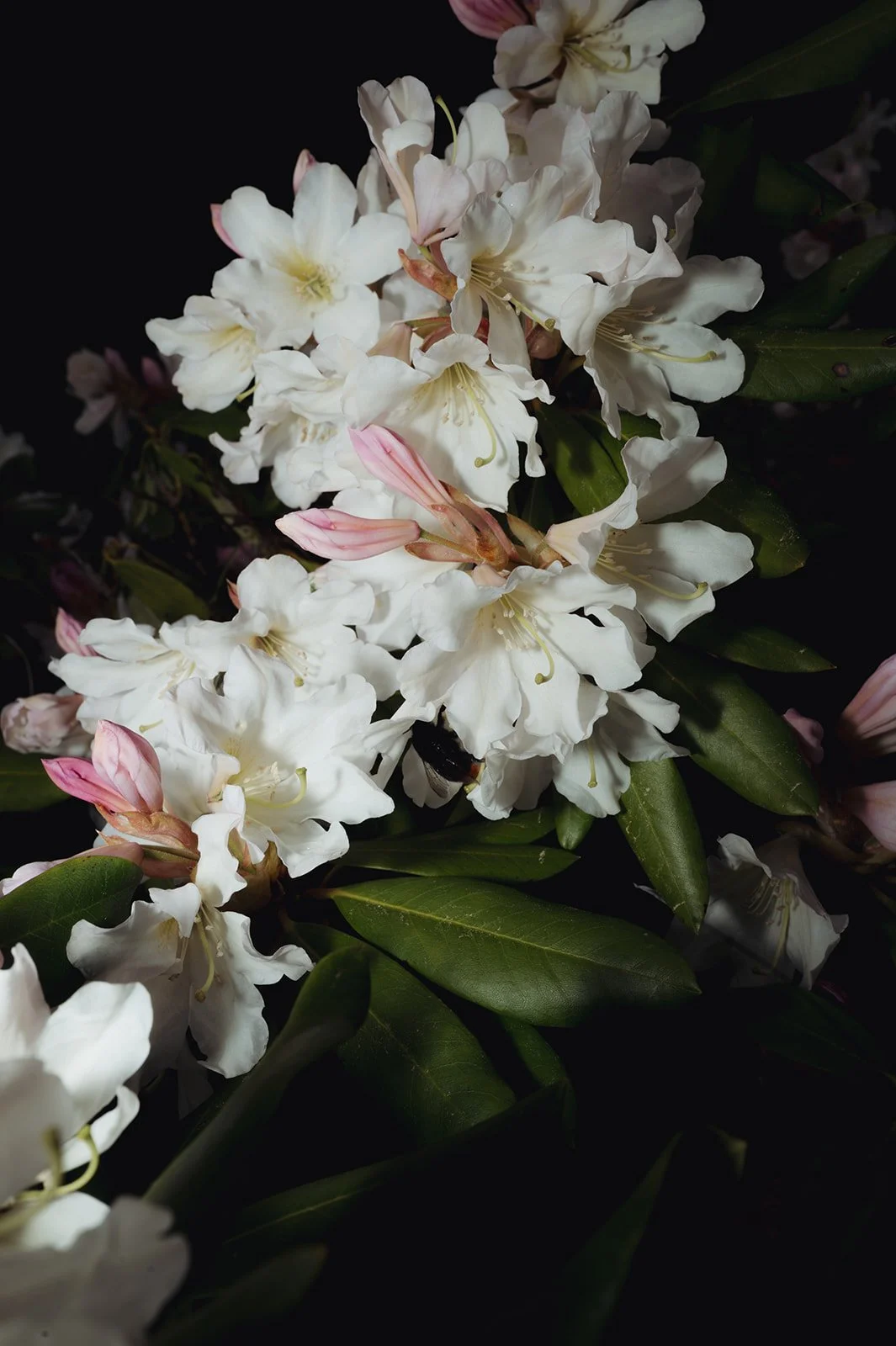 OhhHalla_Flowers-107_websize.jpg