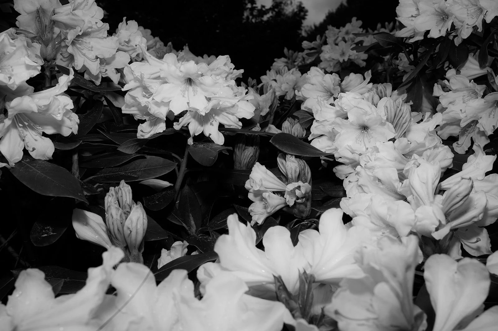 OhhHalla_Flowers-82_websize.jpg