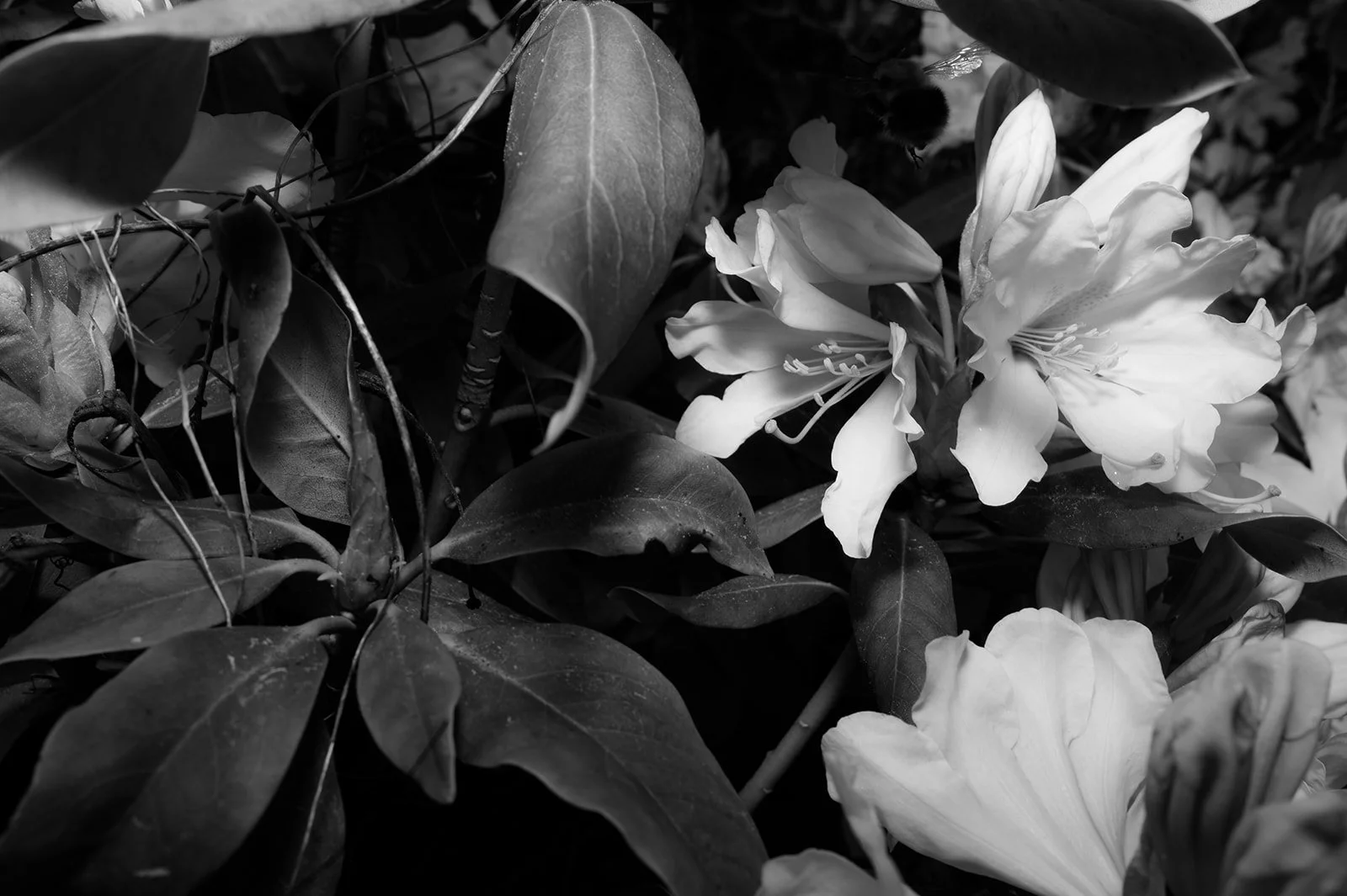 OhhHalla_Flowers-134_websize.jpg