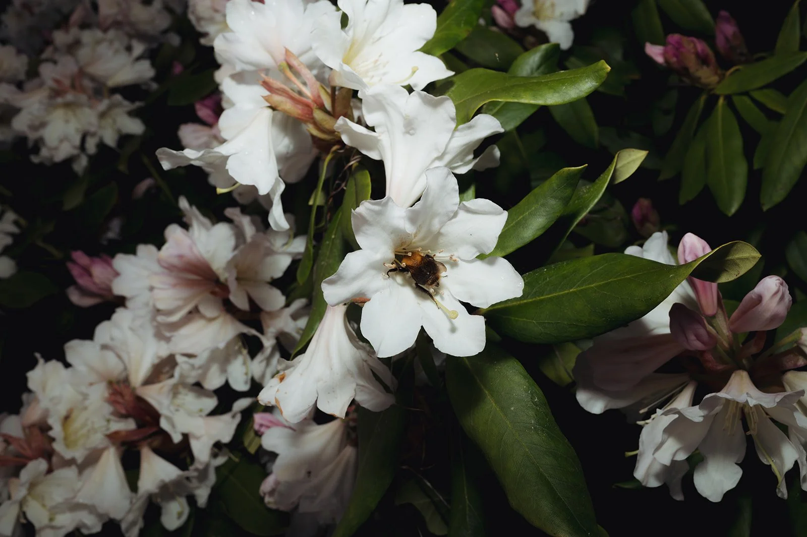 OhhHalla_Flowers-123_websize.jpg