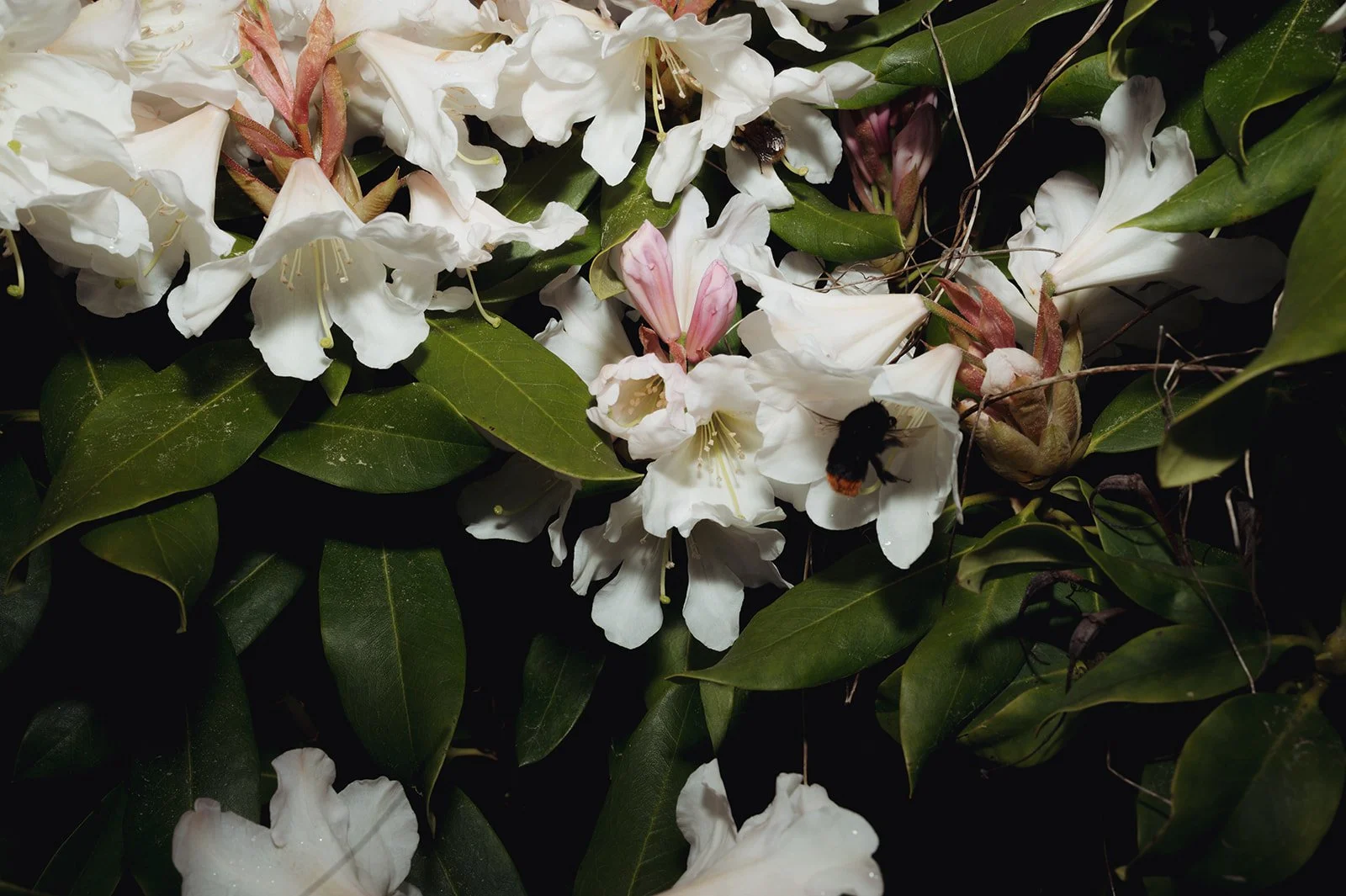 OhhHalla_Flowers-141_websize.jpg