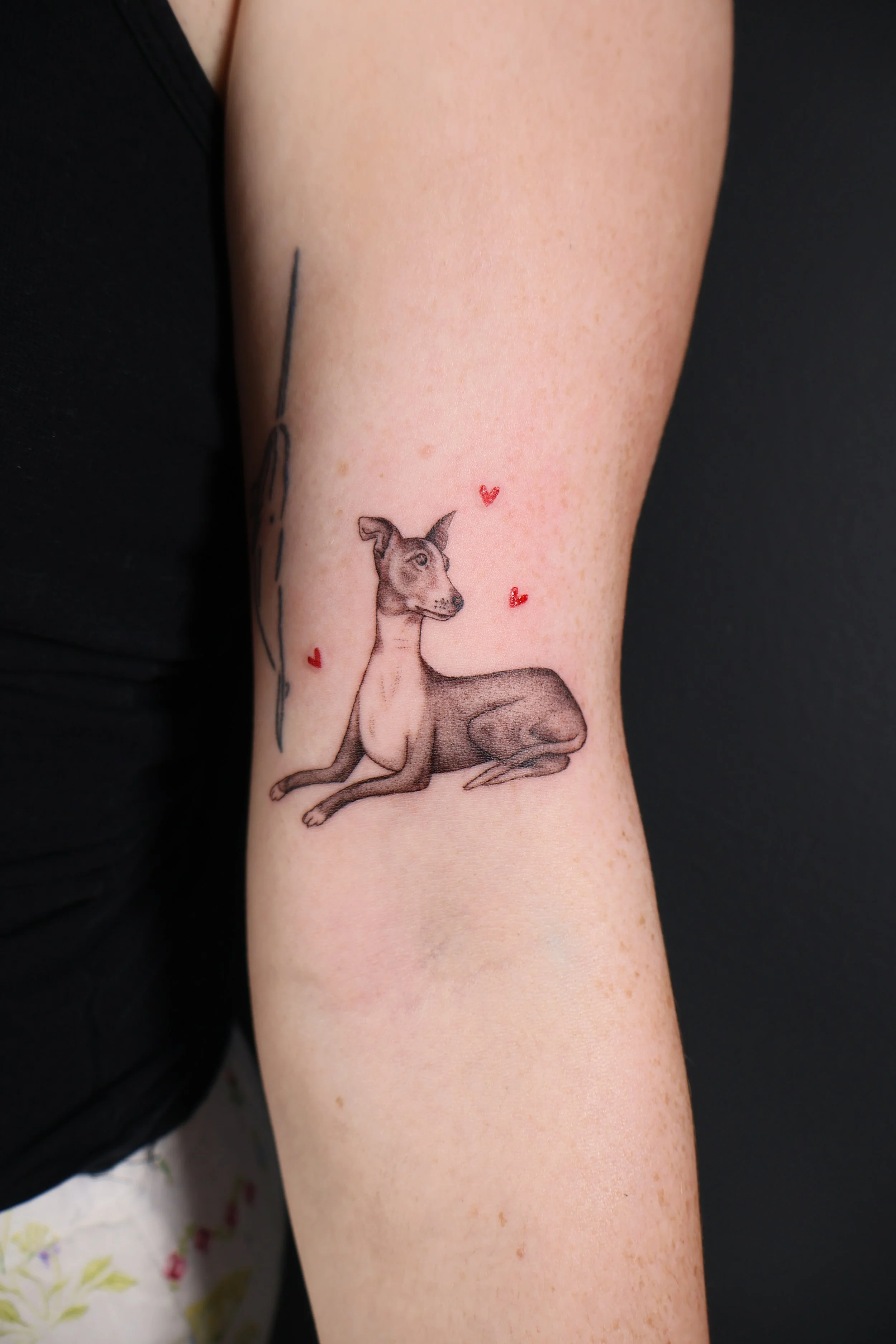 Tattoo of a sitting dog with a slender body, characterized by large ears and a short coat, surrounded by small red hearts on a person's inner forearm.