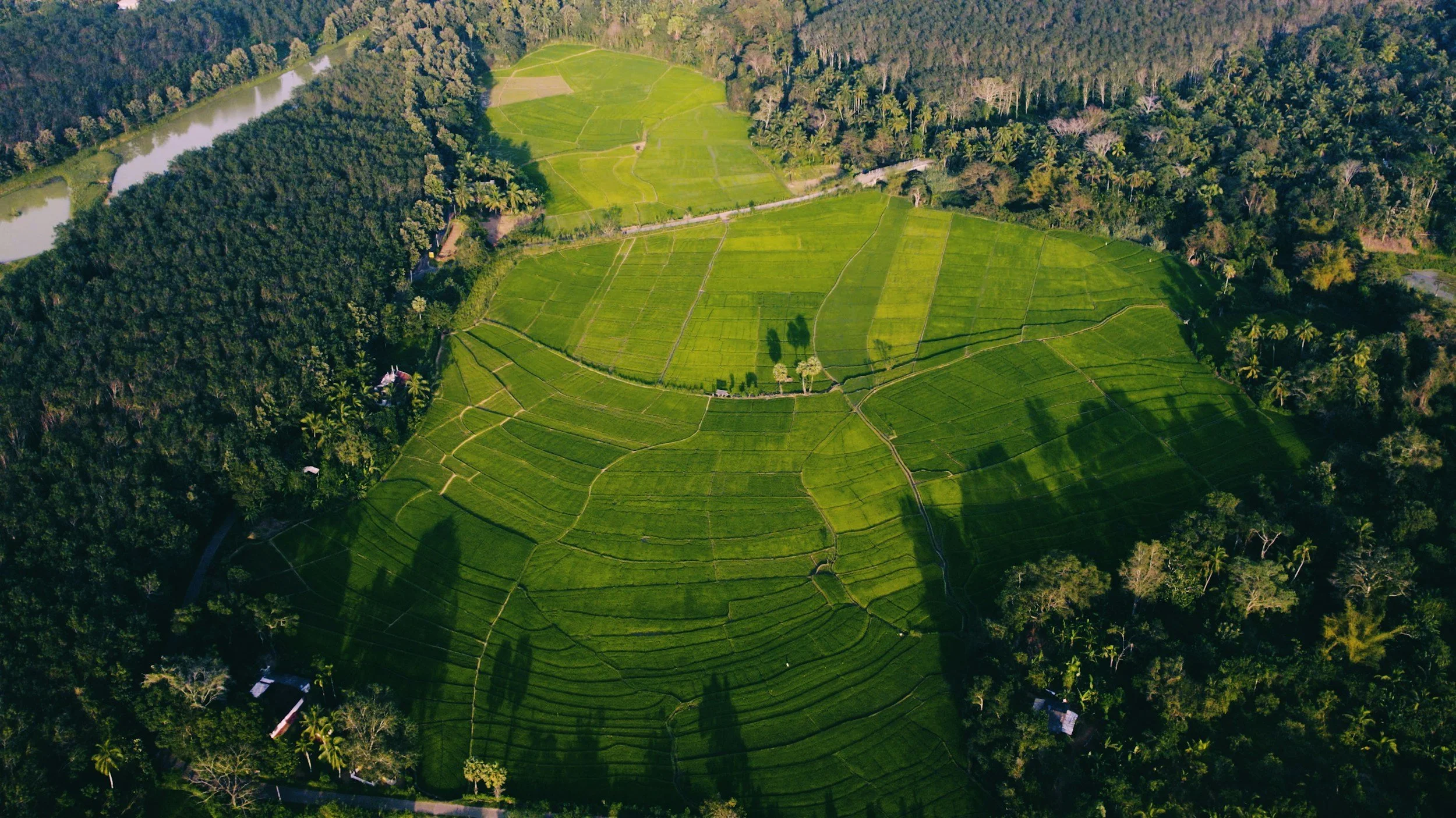 Aerial view of lush green rice paddies surrounded by dense tropical forest, with small structures and long shadows cast by trees.