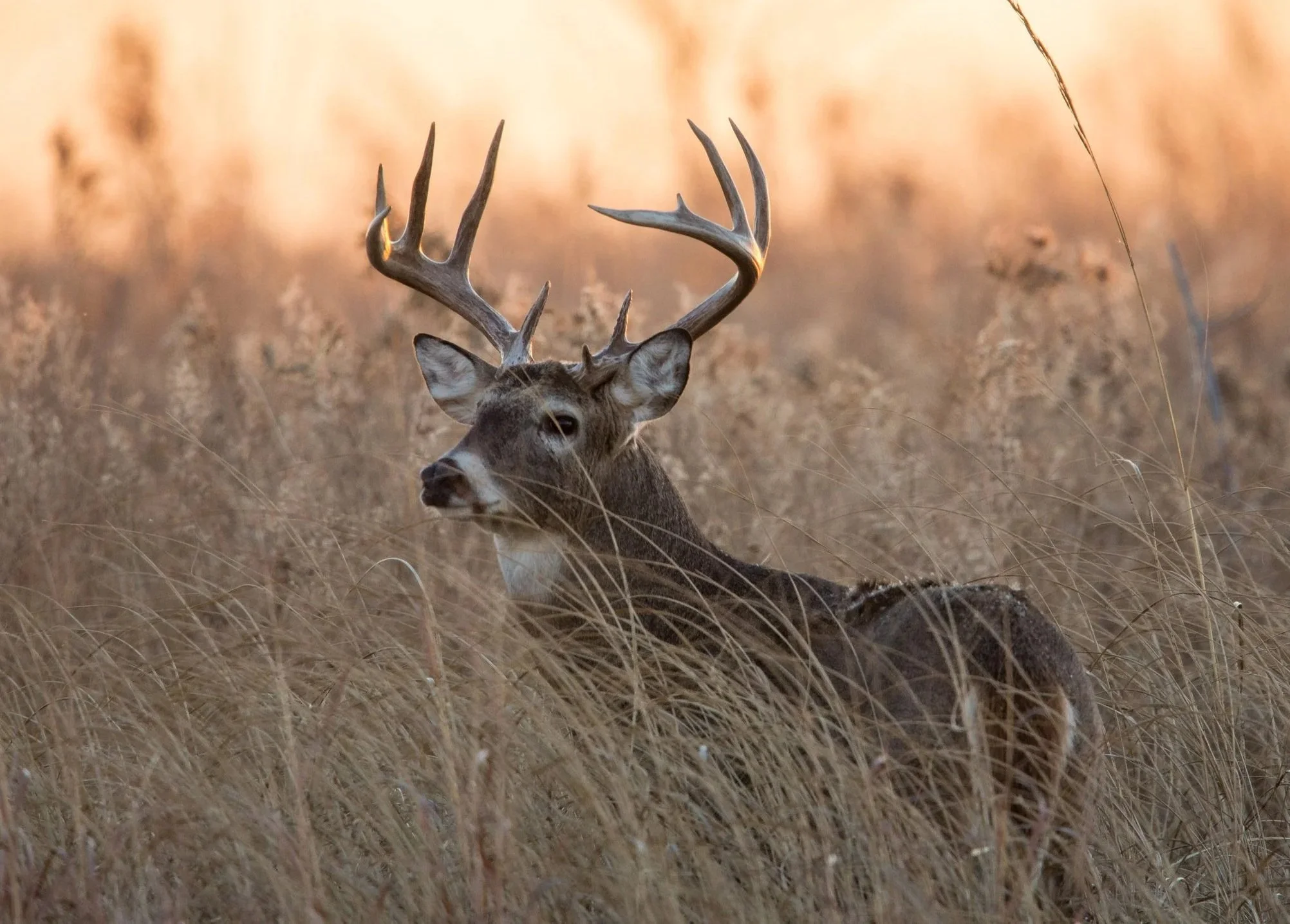 A deer lying in tall grass with large antlers and a light sunset background.