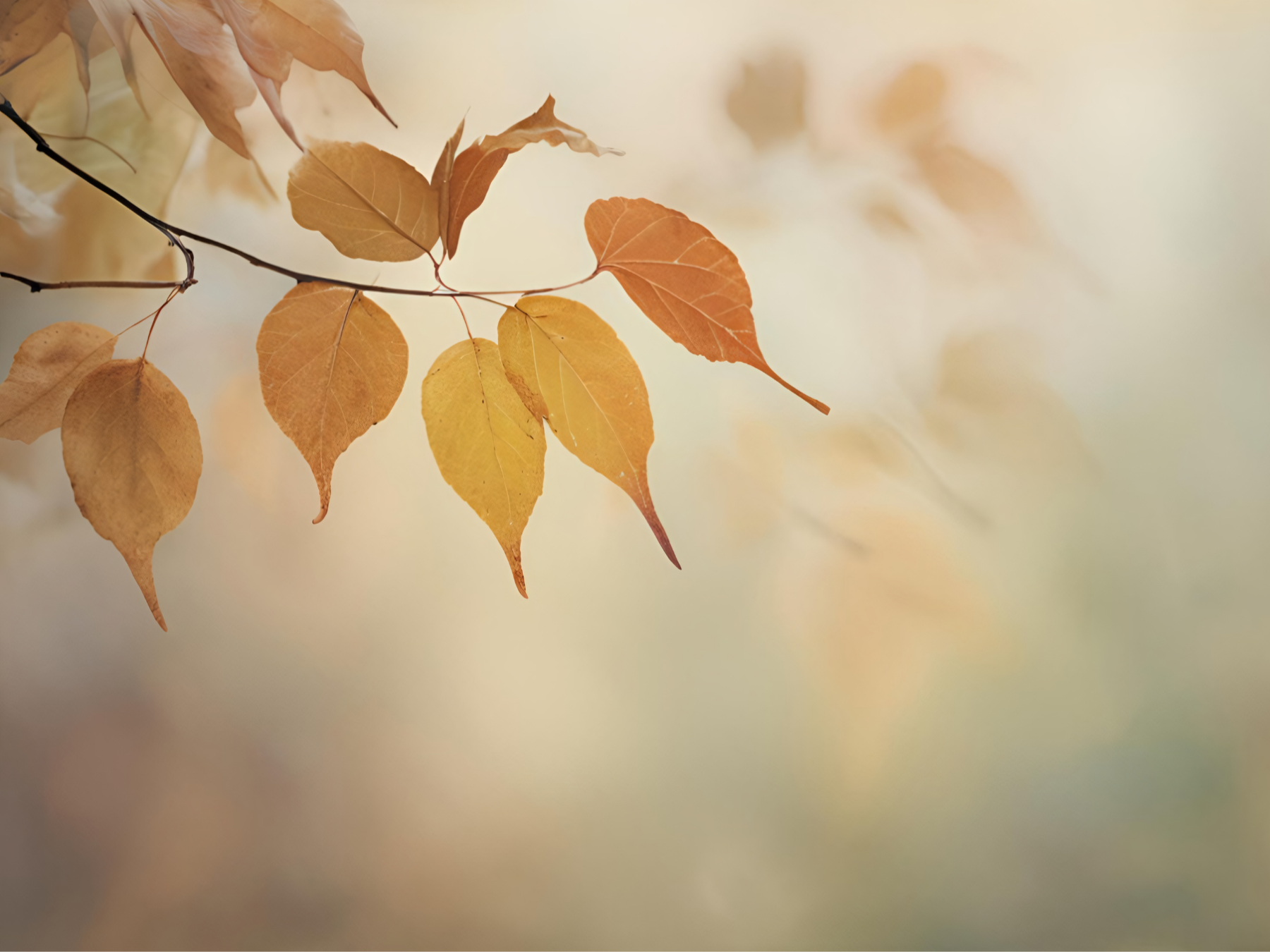 Close-up of orange and yellow autumn leaves on a branch with a blurred background.