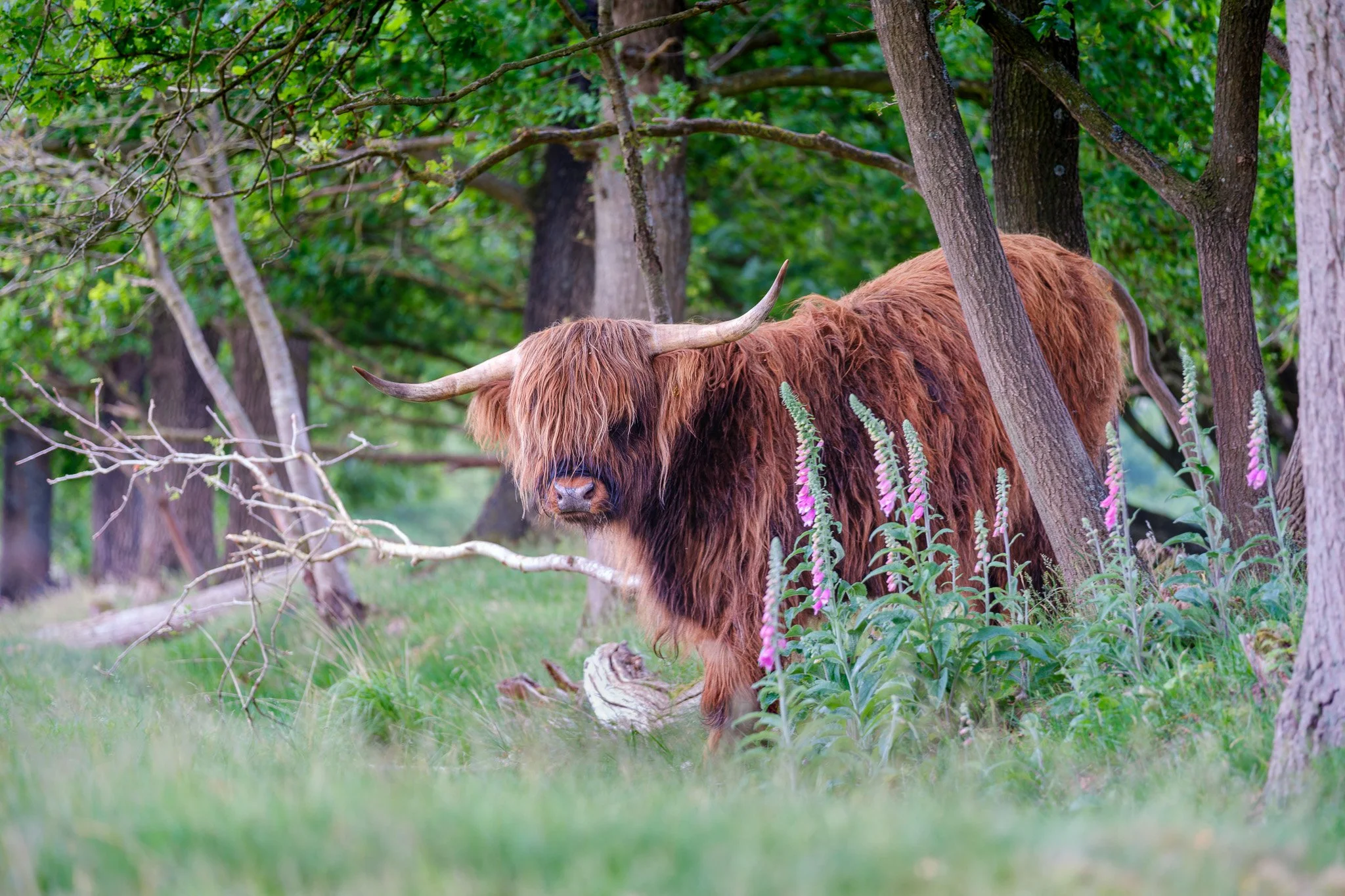 XT5X3162-DxO_DeepPRIME XD2s_XD-2.jpg