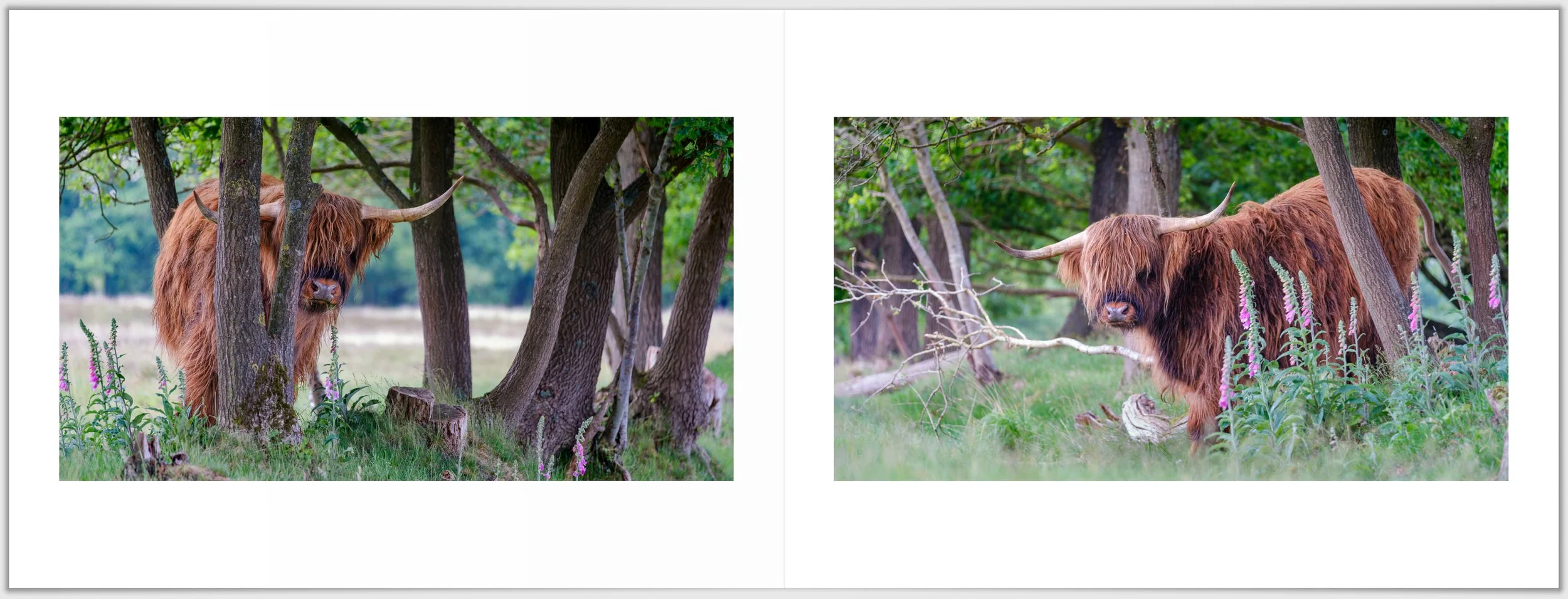 Schermafbeelding 2026-01-24 124753.jpg