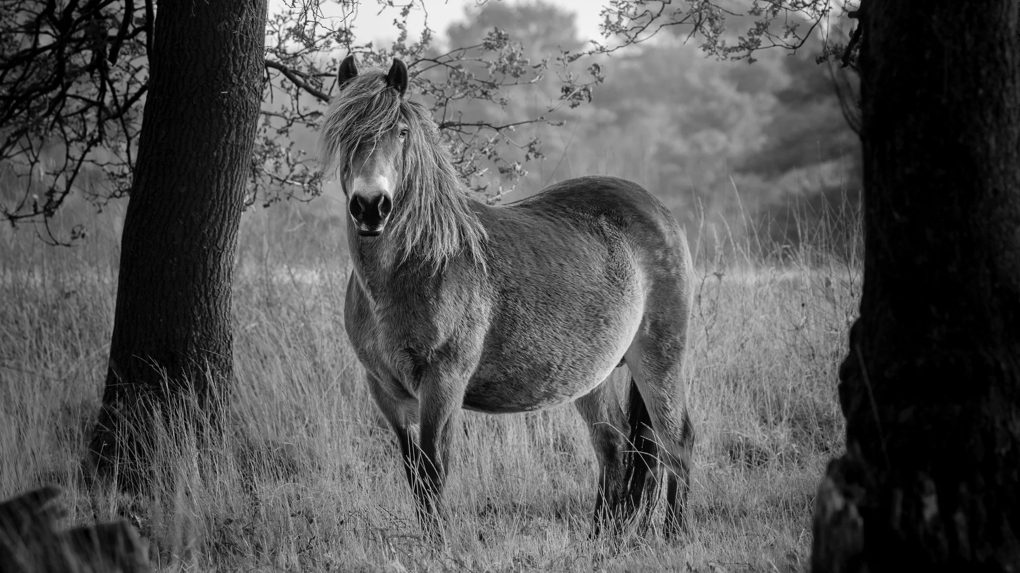 XT504581-DxO_DeepPRIME XD3 X-Trans ACROS.jpg