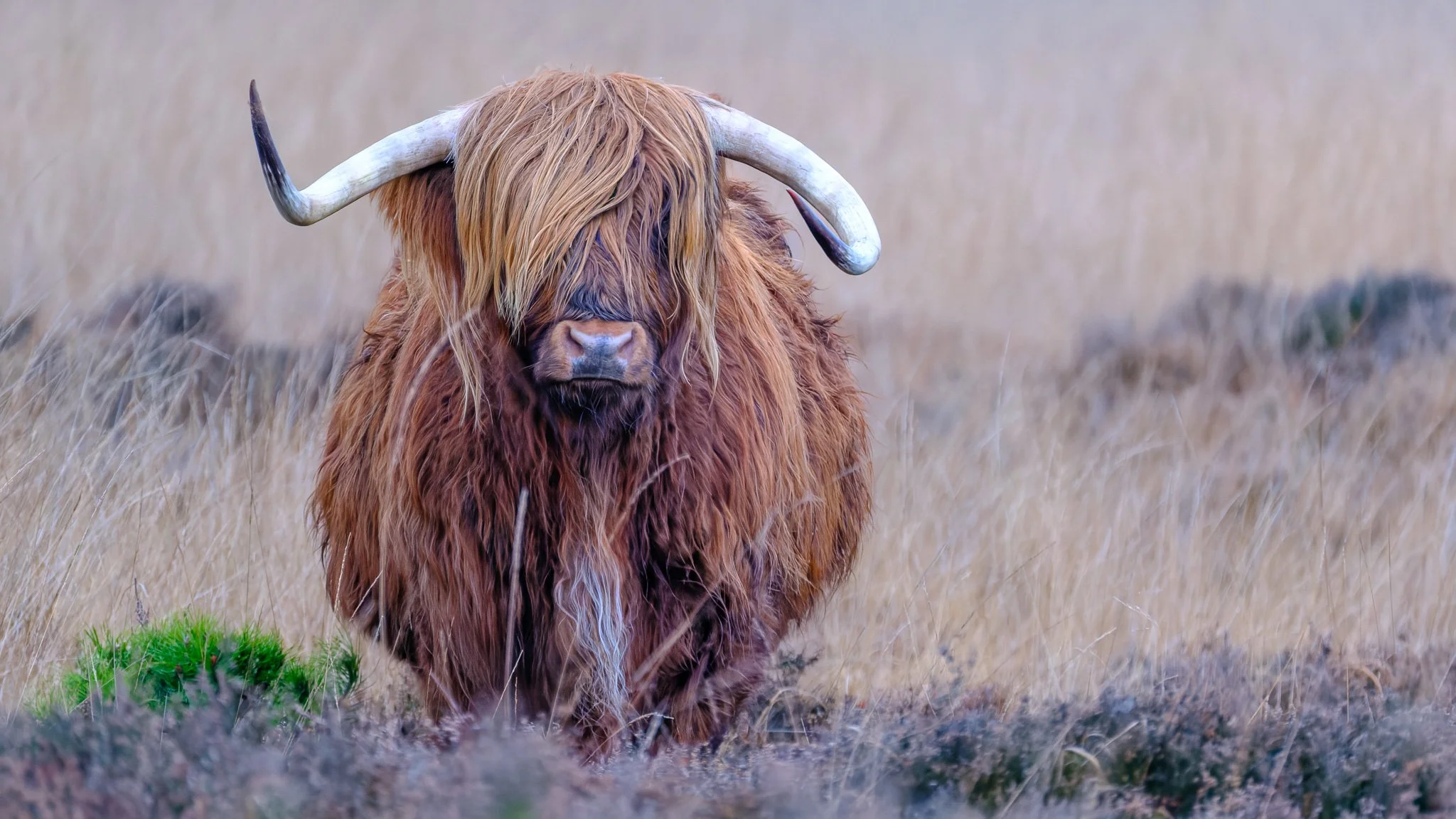 XS209387-DxO_DeepPRIME XD3 X-Trans-3.jpg