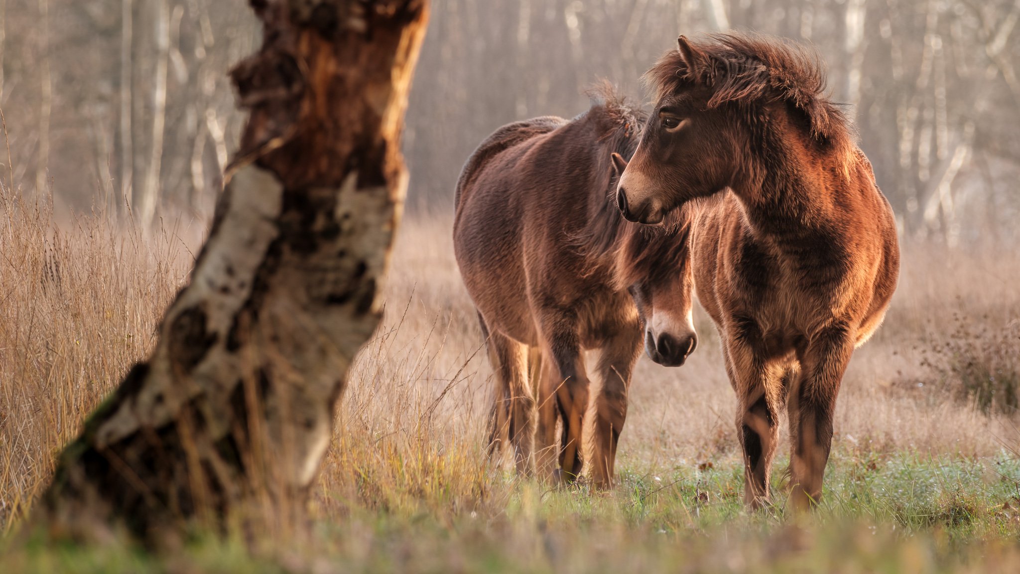 XT510771-DxO_DeepPRIME XD3 X-Trans-2.jpg