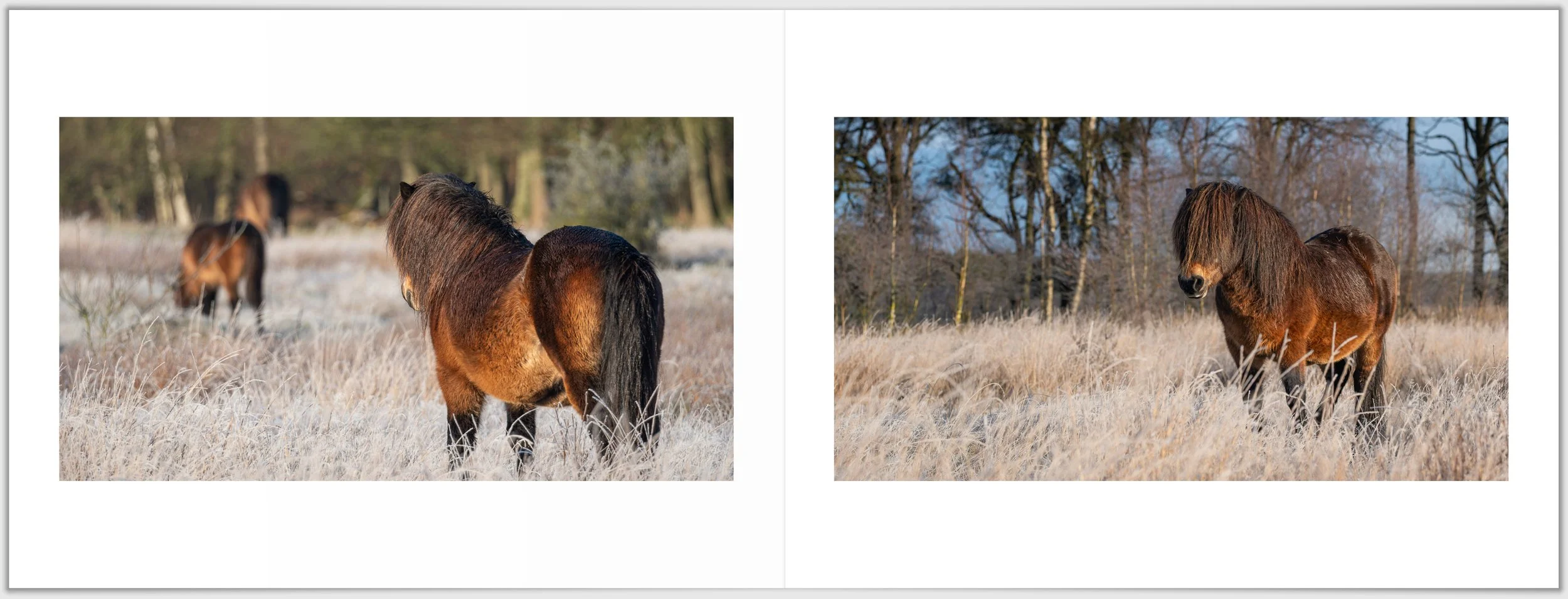 Schermafbeelding 2026-01-24 124500.jpg