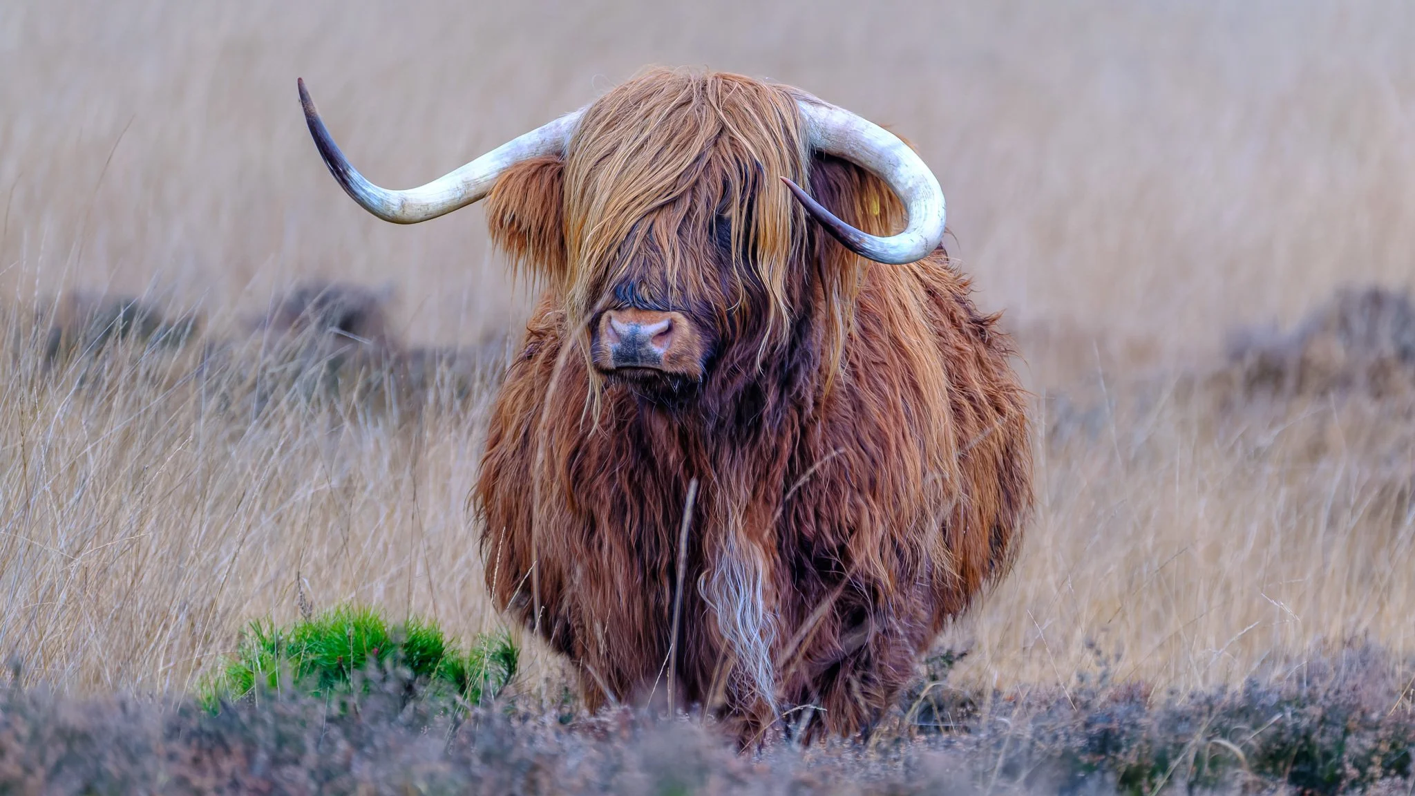 XS209401-DxO_DeepPRIME XD3 X-Trans-3.jpg