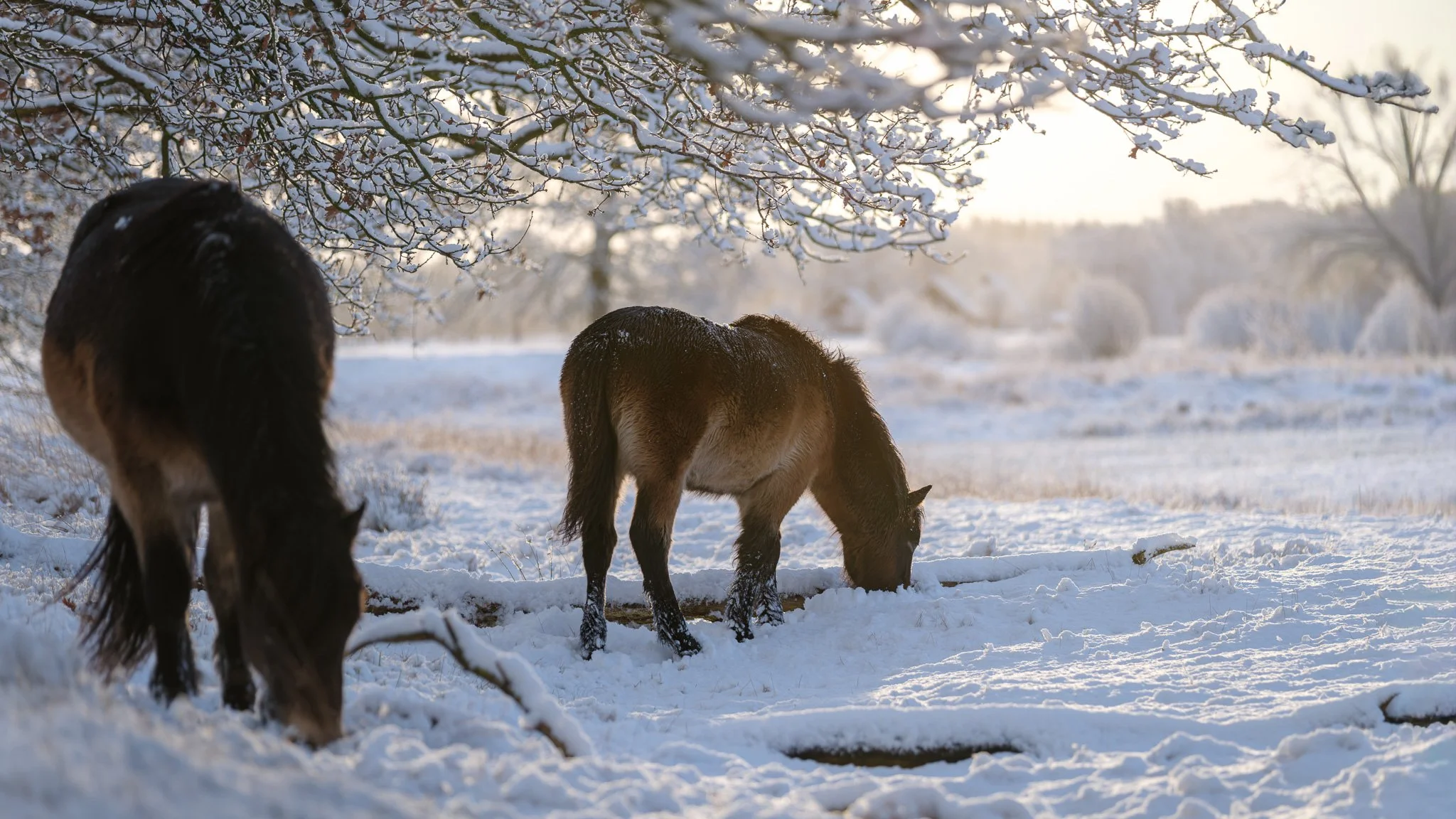 XT5X3993-DxO_DeepPRIME XD3 X-Trans.jpg