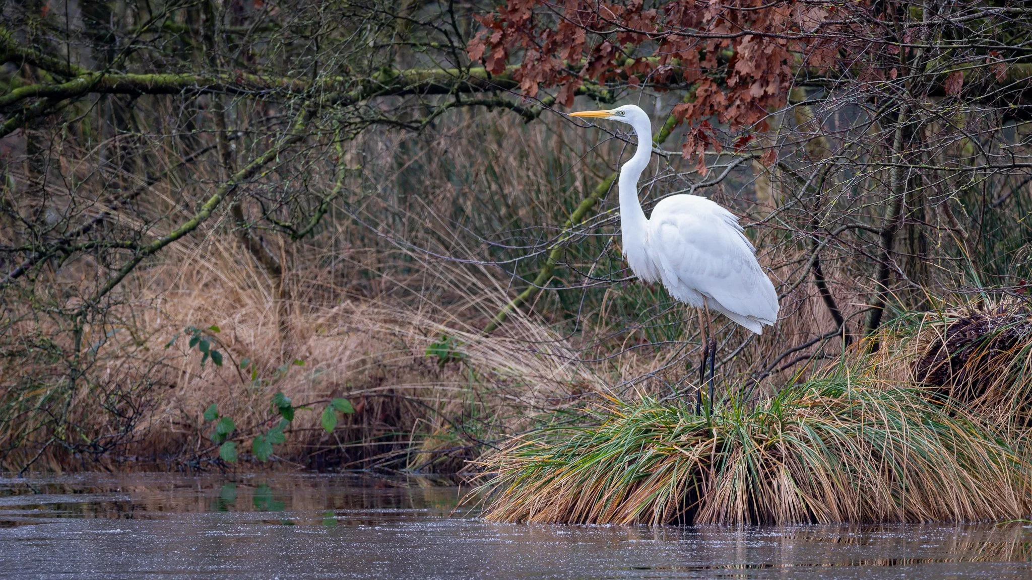 XT5X3668-DxO_DeepPRIME XD2s.jpg