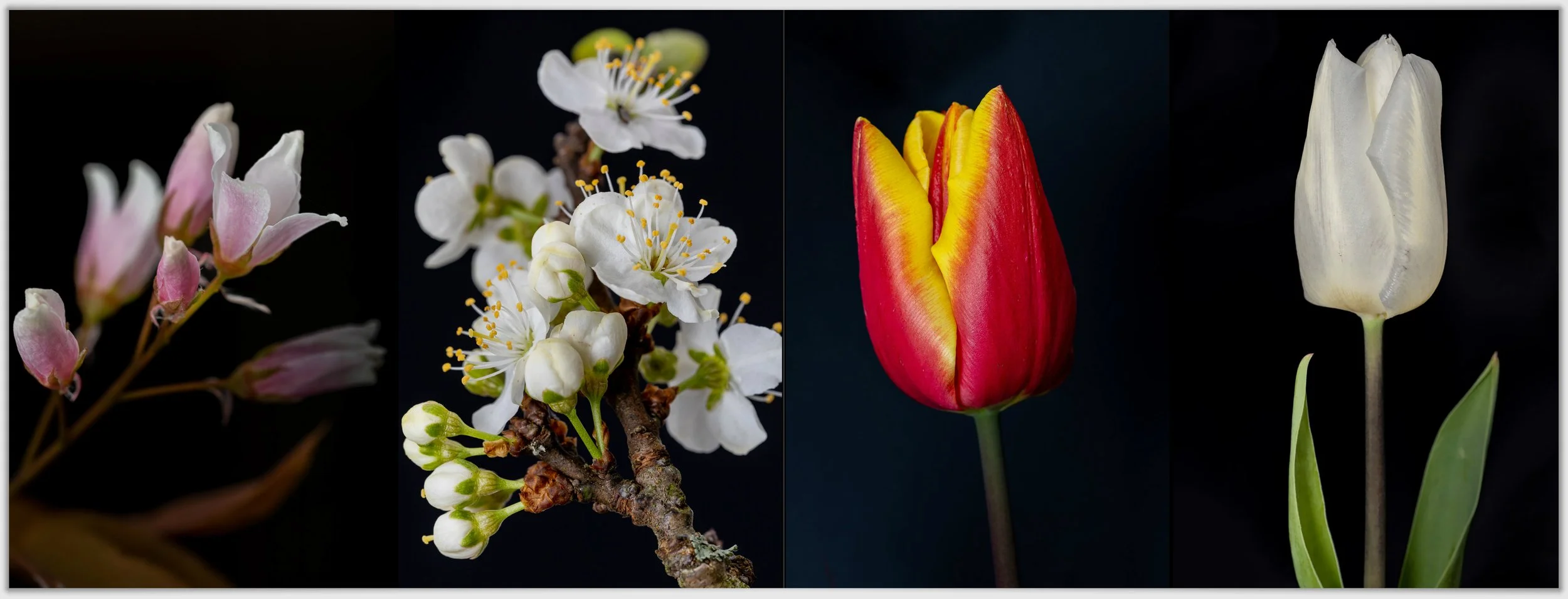 Schermafbeelding 2026-01-24 124034.jpg