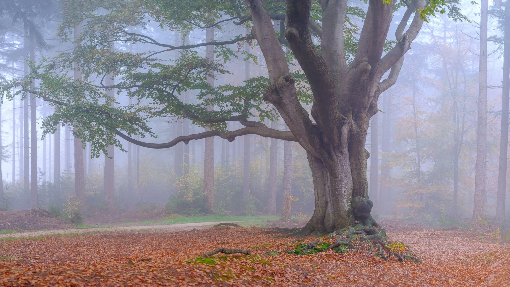 XT4Y1365-DxO_DeepPRIME XD3 X-Trans-HDR-Panorama.jpg