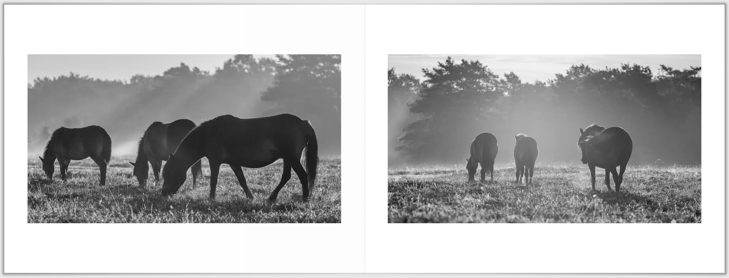 Schermafbeelding 2026-01-24 124103.jpg