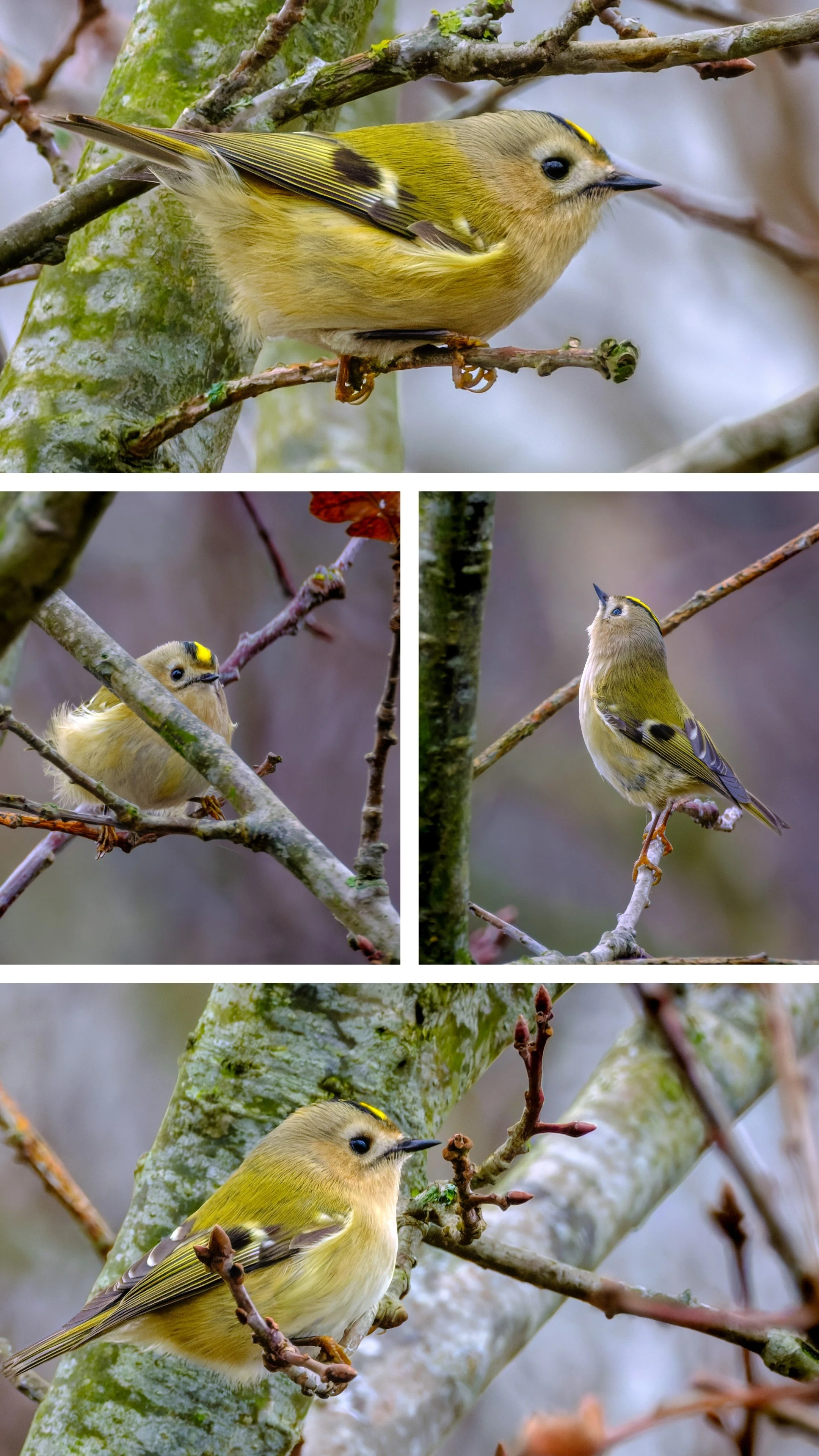 20251204_212349-COLLAGE (1).jpg