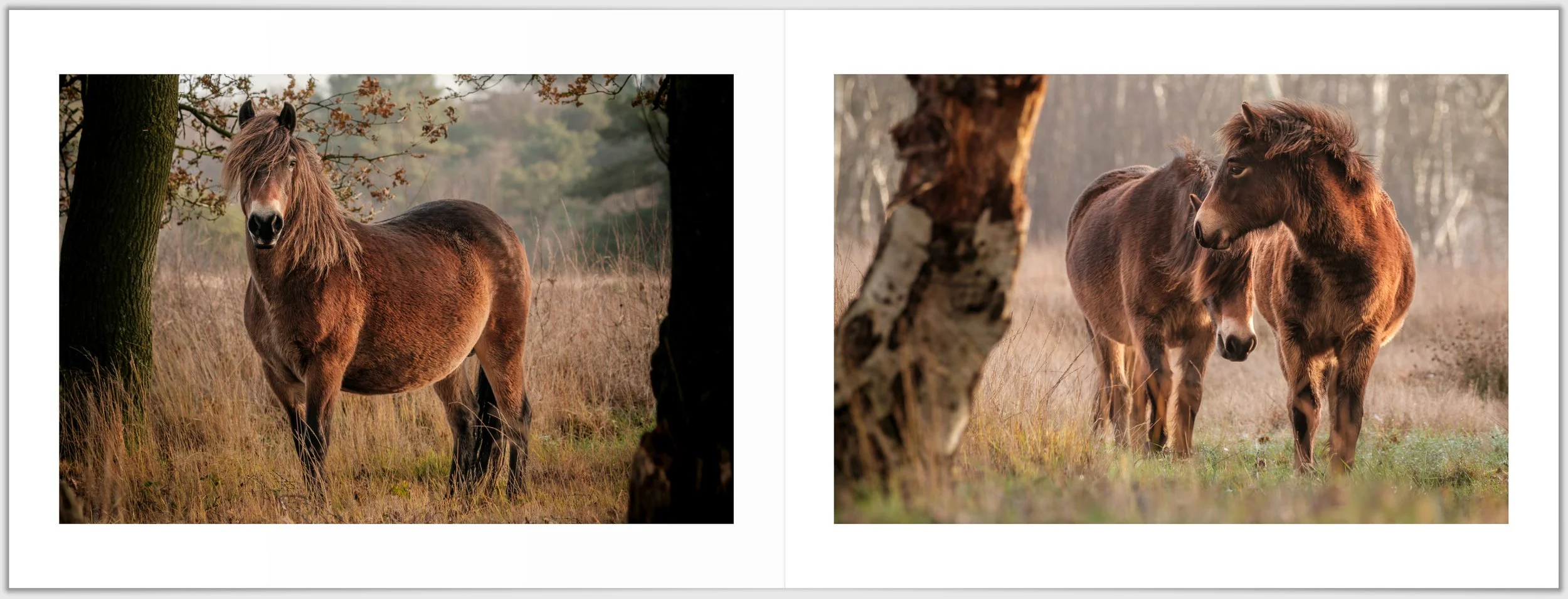 Schermafbeelding 2026-01-24 124410.jpg