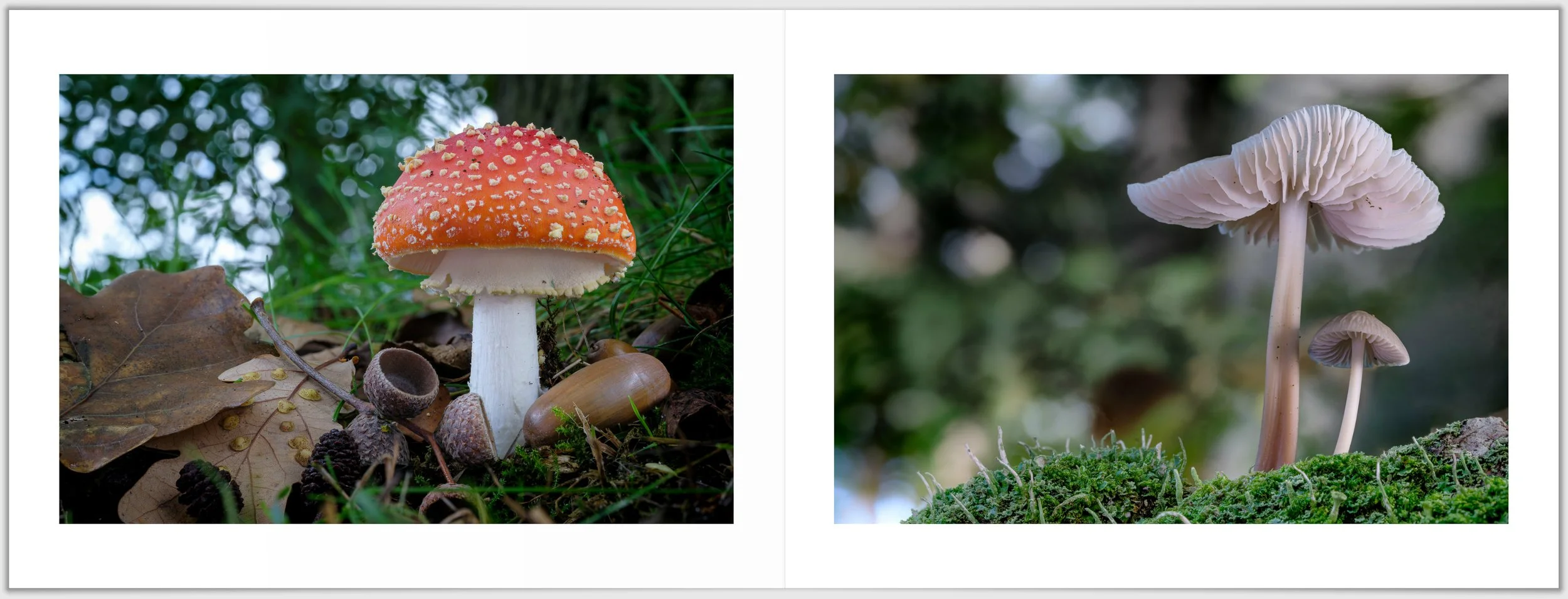 Schermafbeelding 2026-01-24 124923.jpg