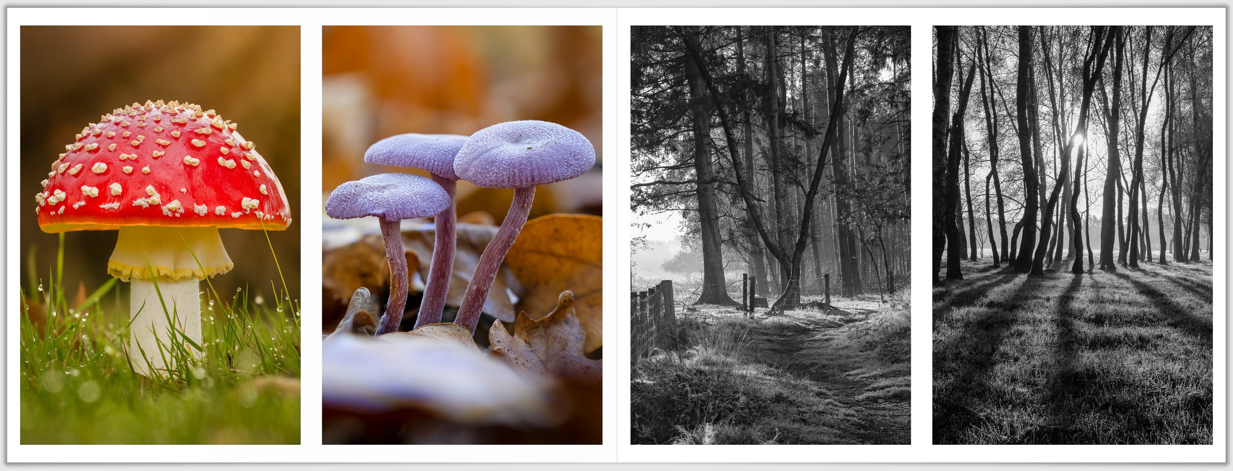 Schermafbeelding 2026-01-24 124348.jpg