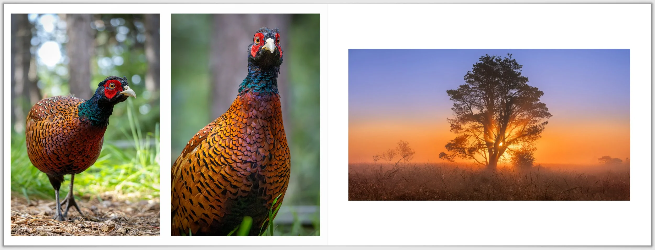 Schermafbeelding 2026-01-24 124325.jpg