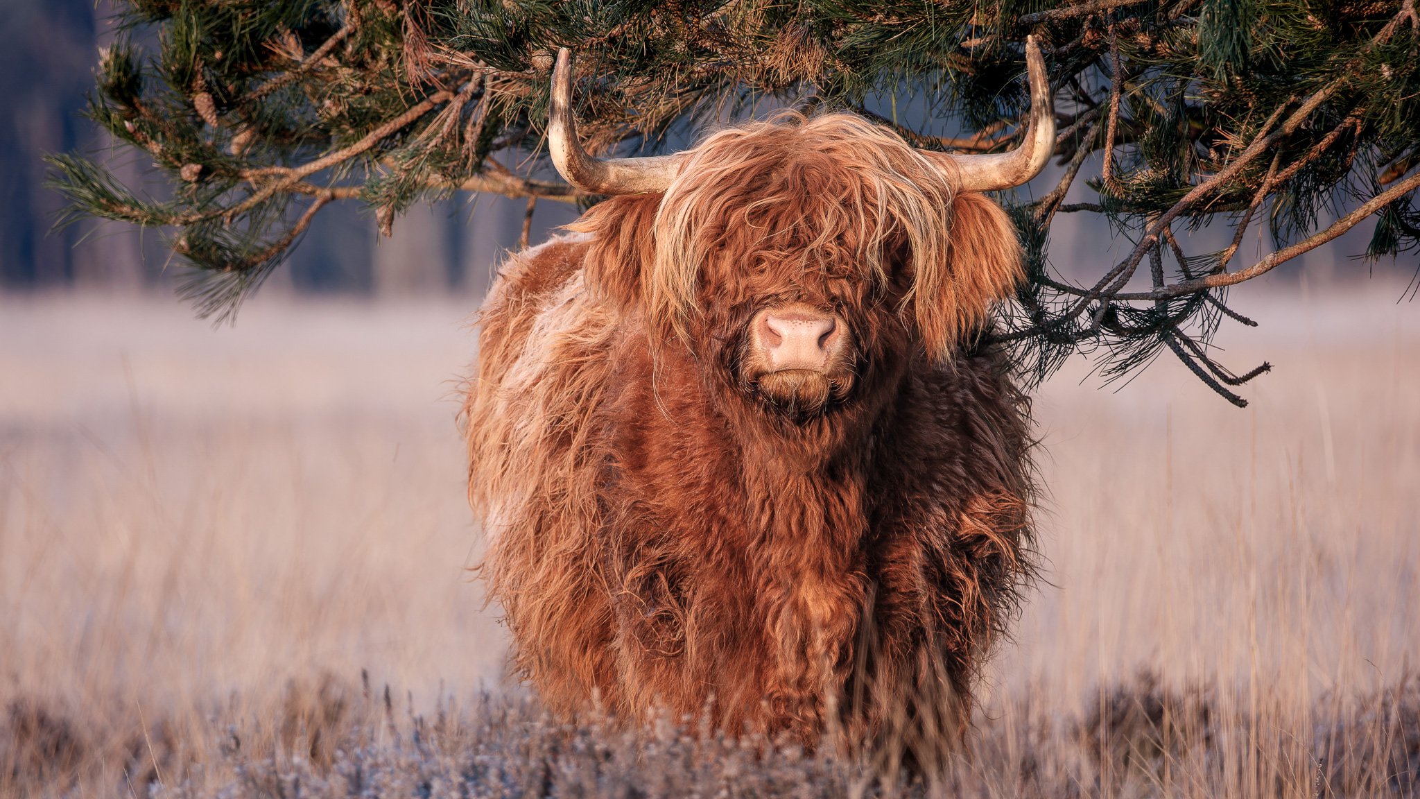 XS201616-DxO_DeepPRIME XD2s.jpg