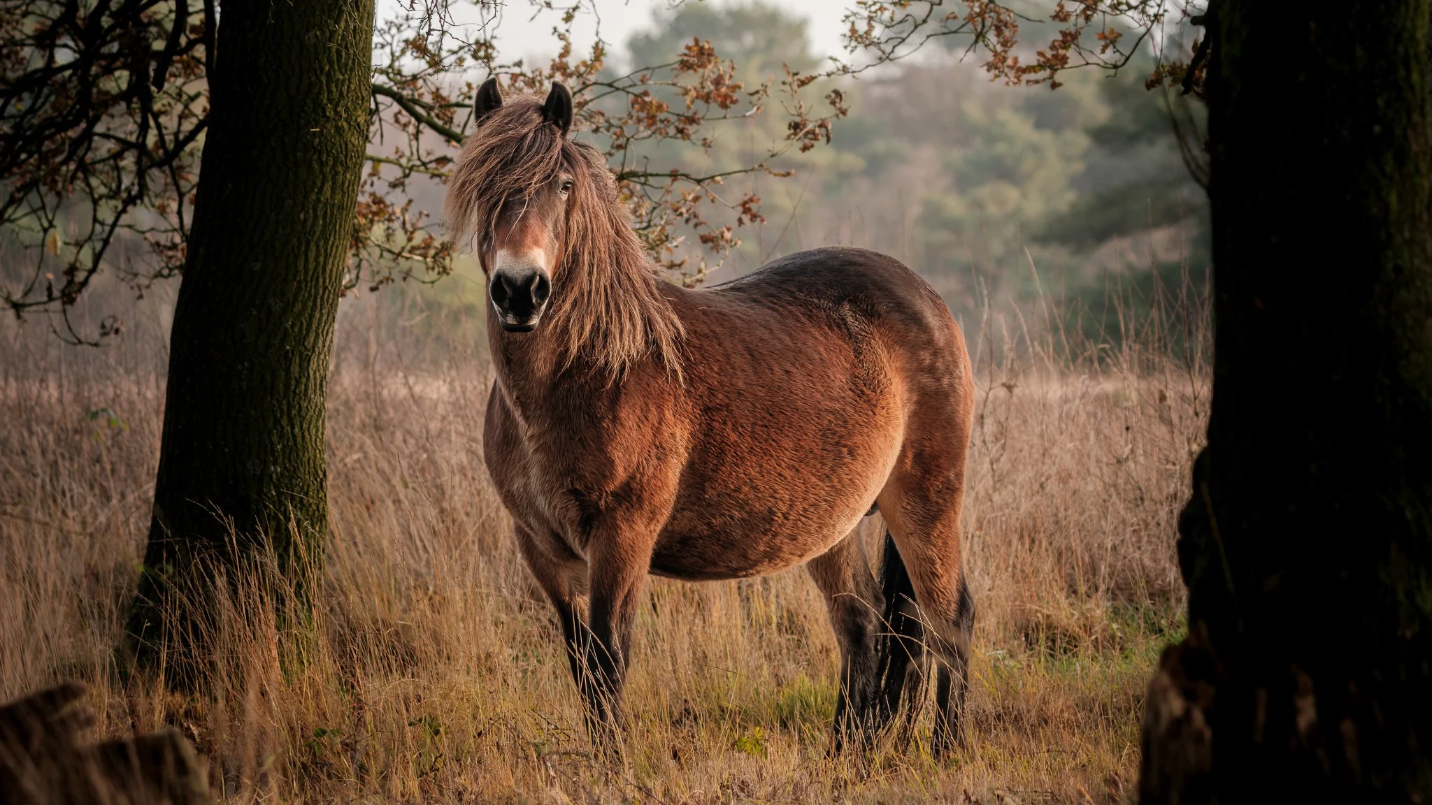 XT504581-DxO_DeepPRIME XD3 X-Trans-3.jpg