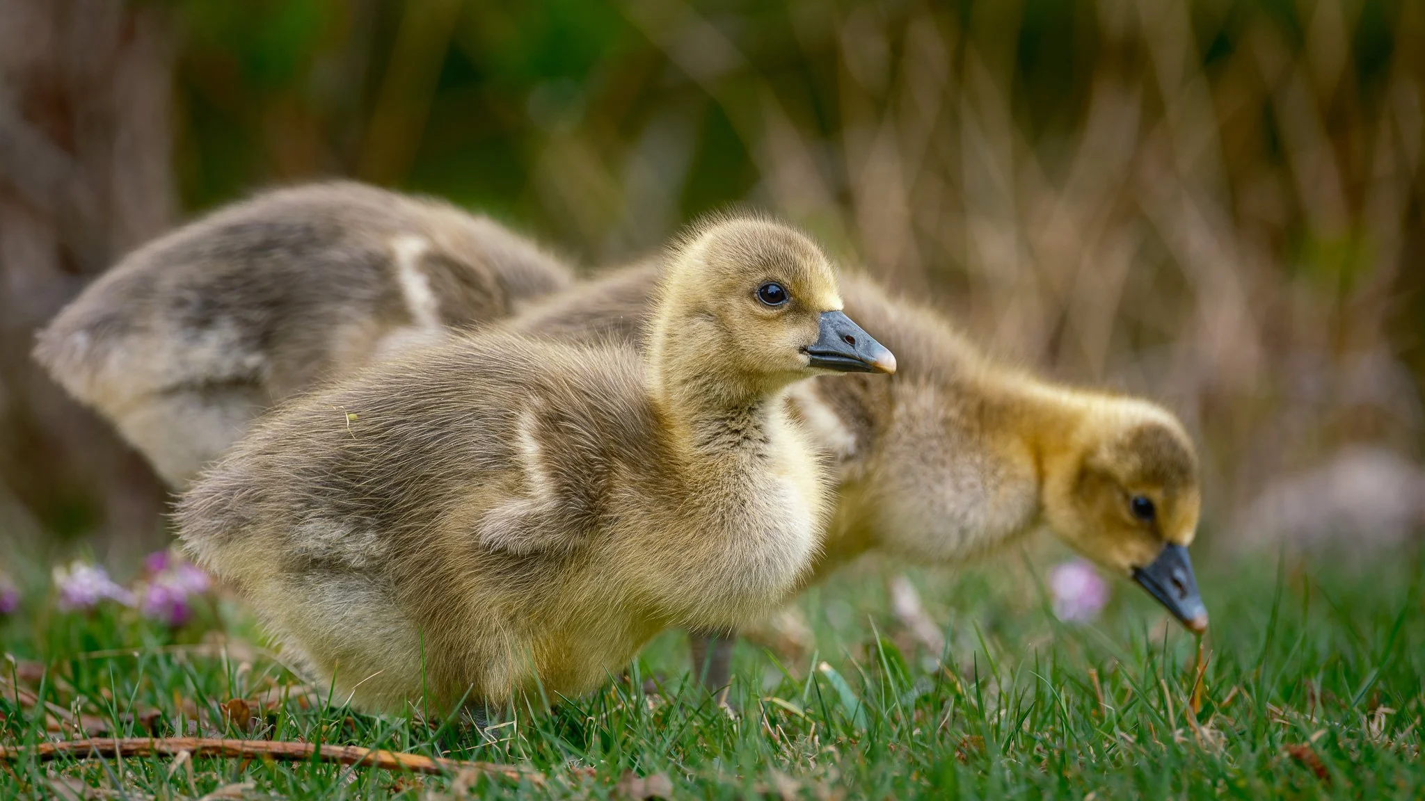 XS204093-DxO_DeepPRIME XD2s.jpg