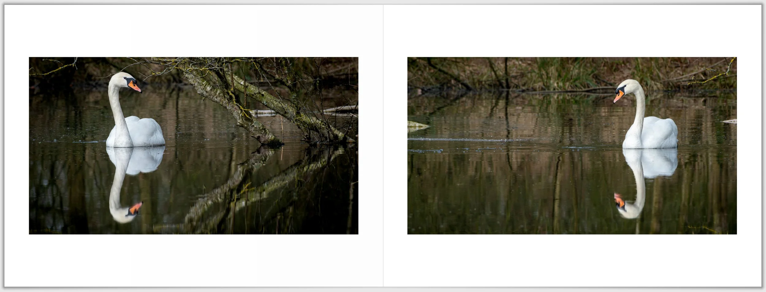 Schermafbeelding 2026-01-24 124544.jpg