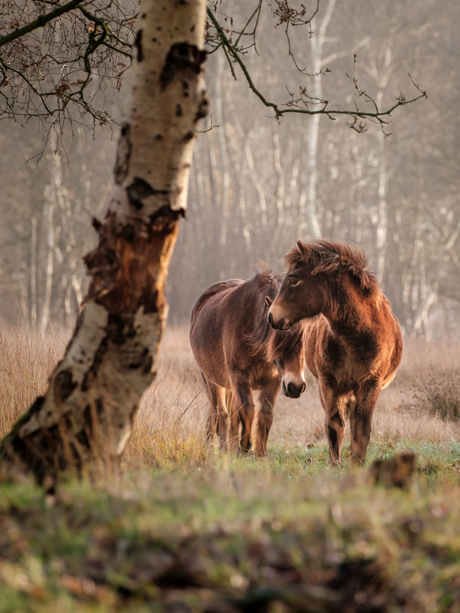 XT510771-DxO_DeepPRIME XD3 X-Trans.jpg