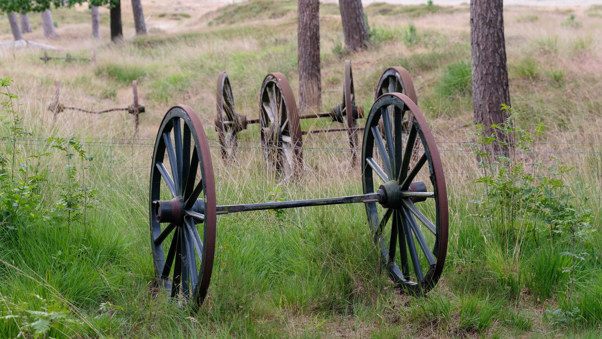 XT5X3590-DxO_DeepPRIME XD2s_XD.jpg