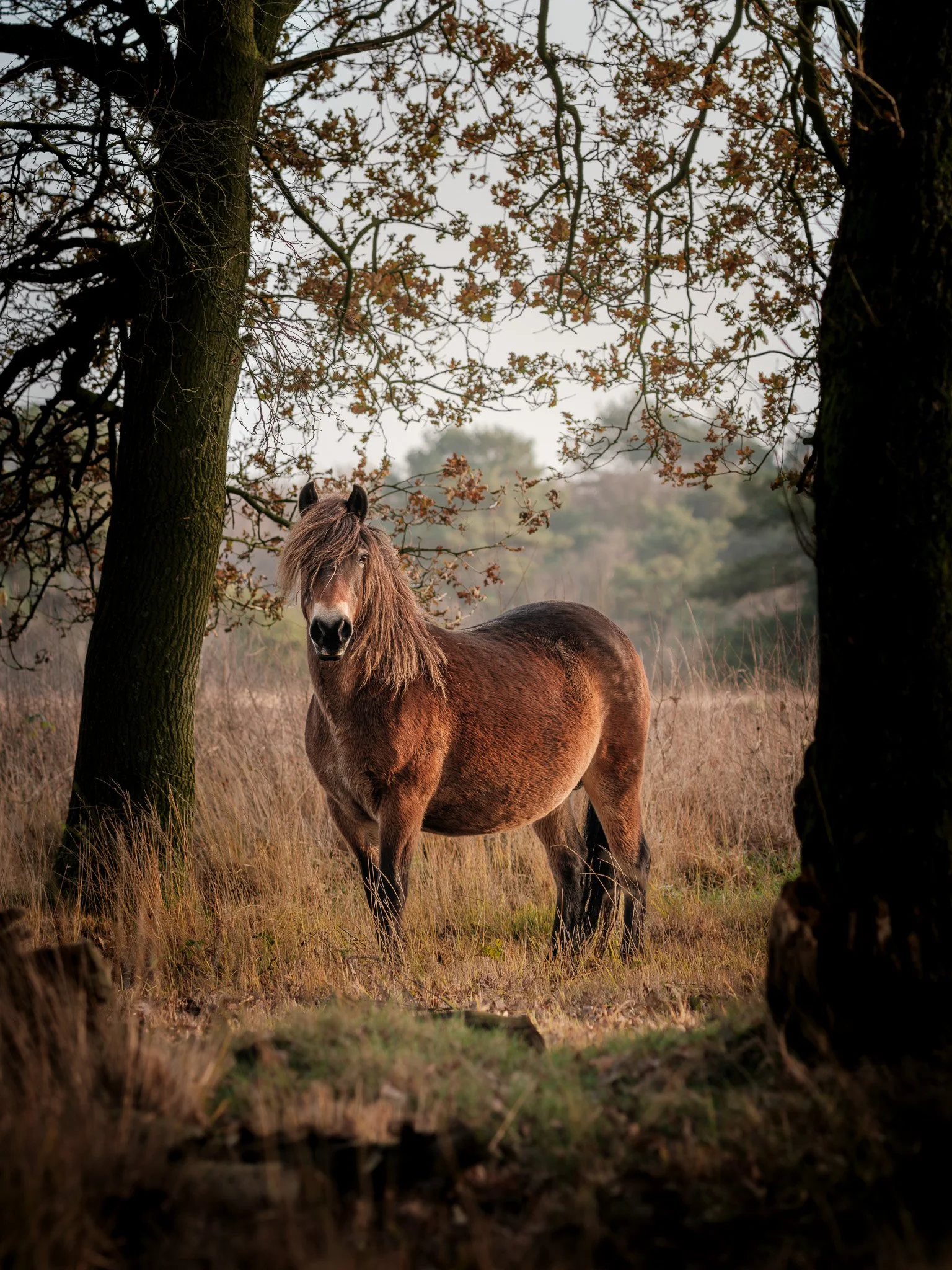 XT504581-DxO_DeepPRIME XD3 X-Trans-4.jpg