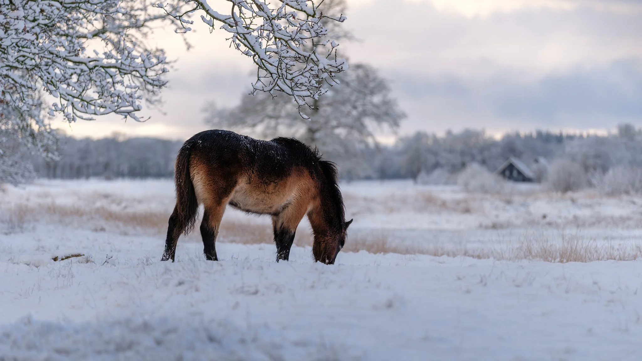 XT5X4184-DxO_DeepPRIME XD3 X-Trans.jpg