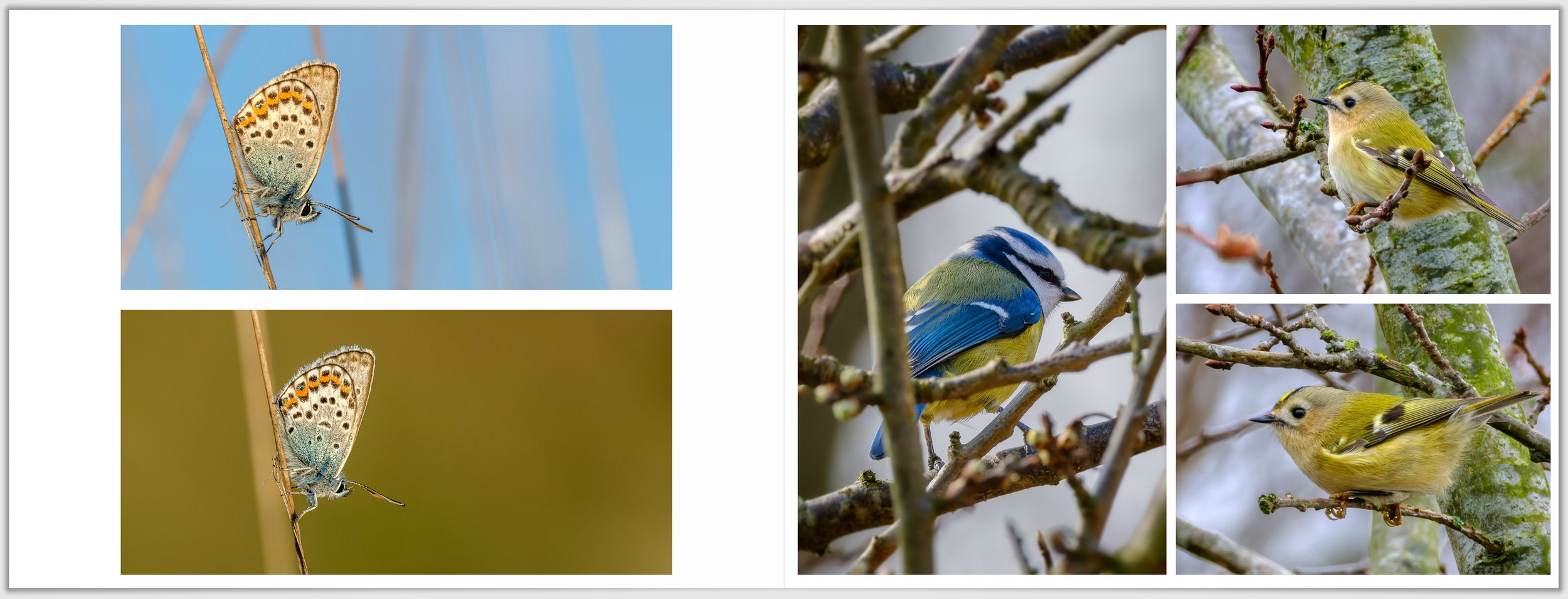 Schermafbeelding 2026-01-24 124802.jpg