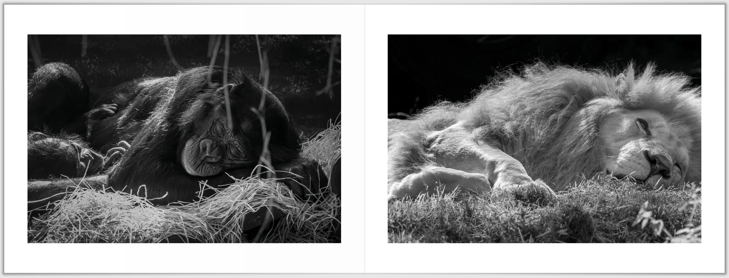 Schermafbeelding 2026-01-24 124223.jpg