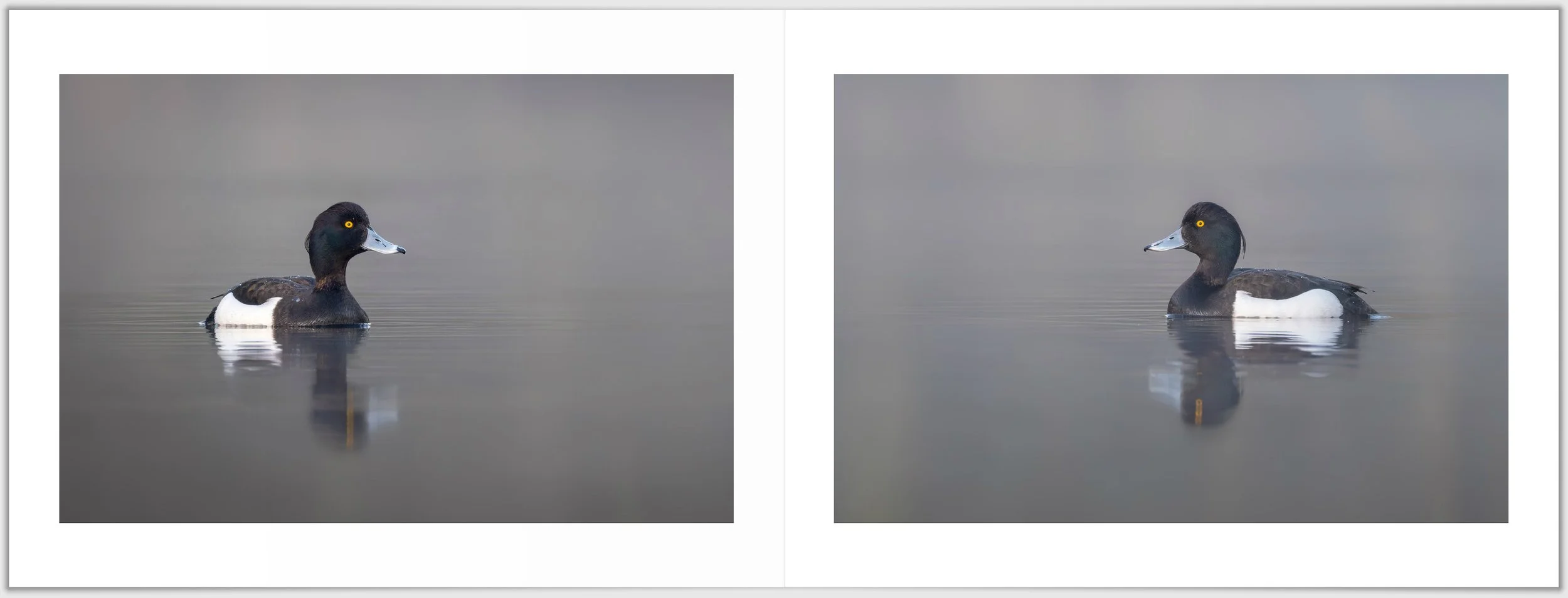 Schermafbeelding 2026-01-24 124631.jpg