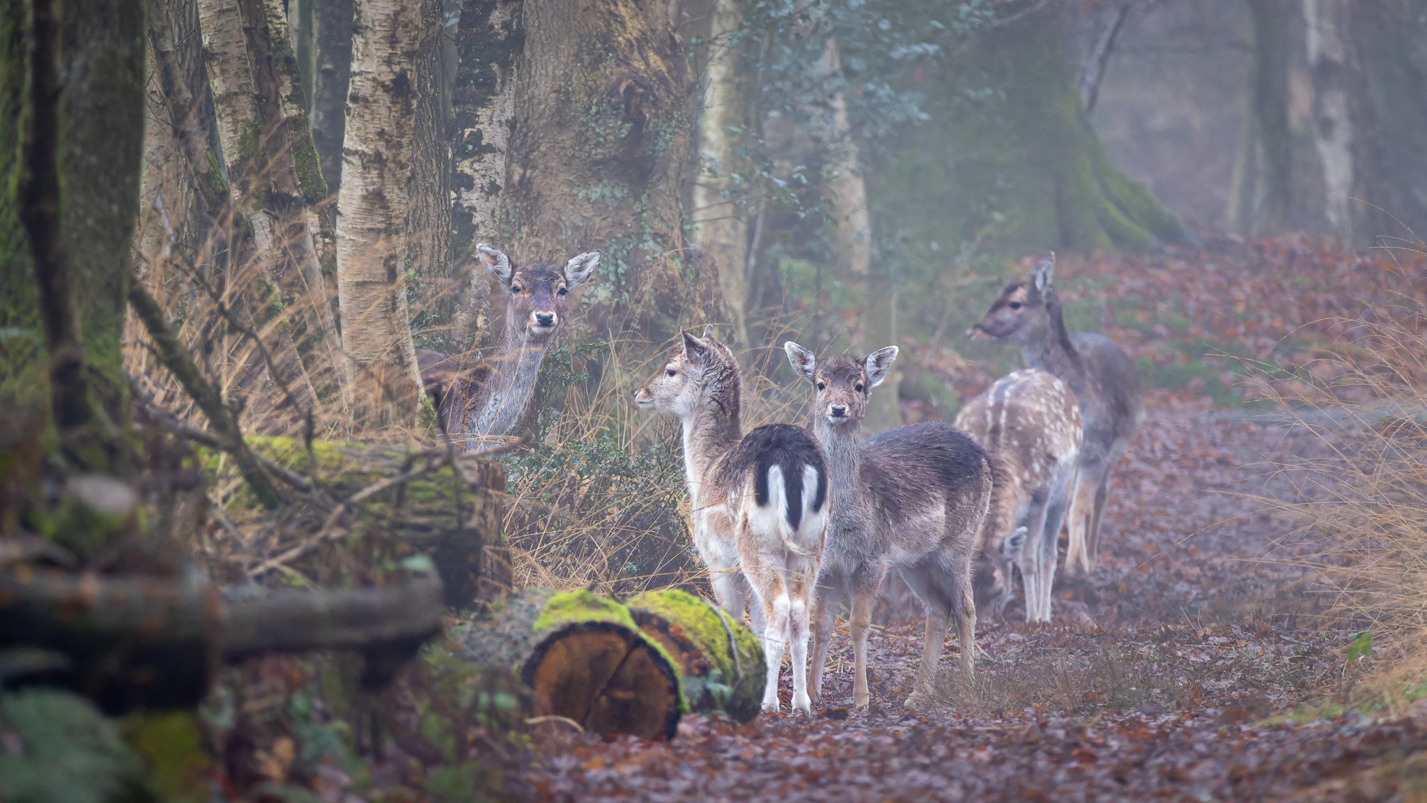 XT5X4663-DxO_DeepPRIME XD2s-2-4.jpg