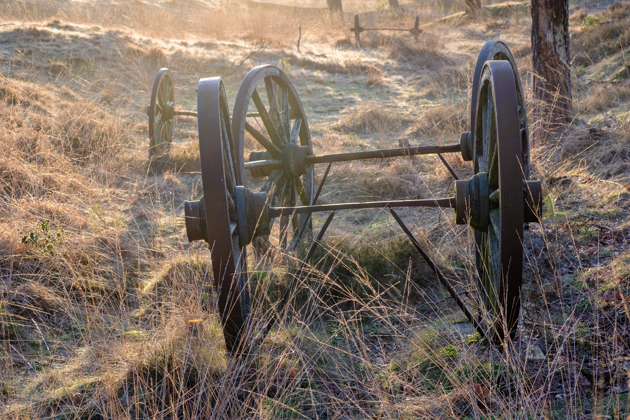 OM310270-DxO_DeepPRIME XD2s-2.jpg