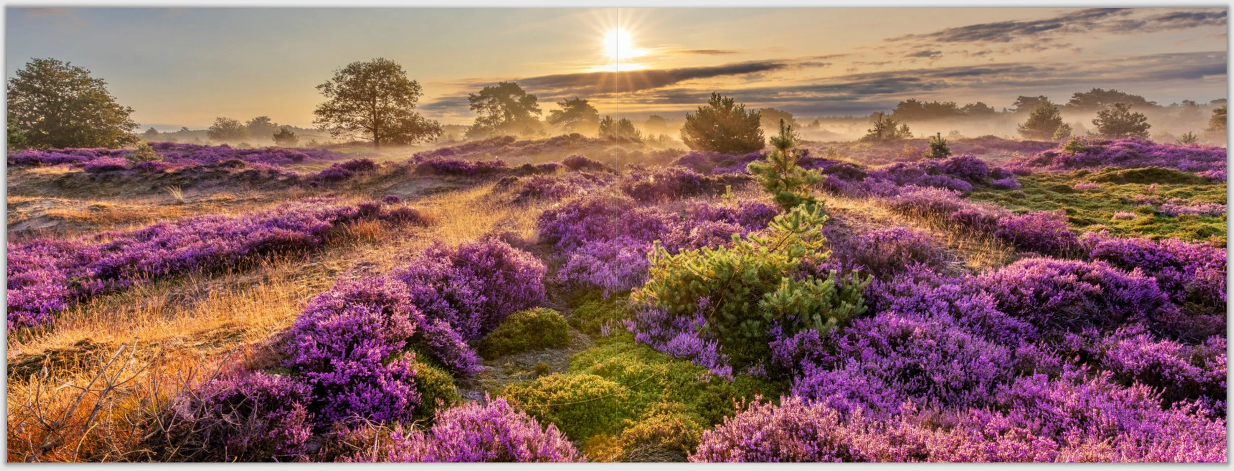 Schermafbeelding 2026-01-24 124253.jpg