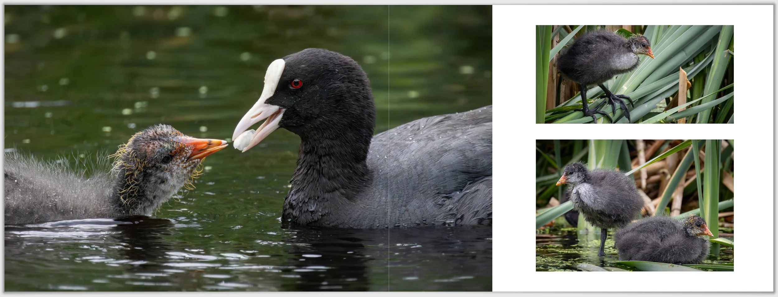 Schermafbeelding 2026-01-24 124135.jpg