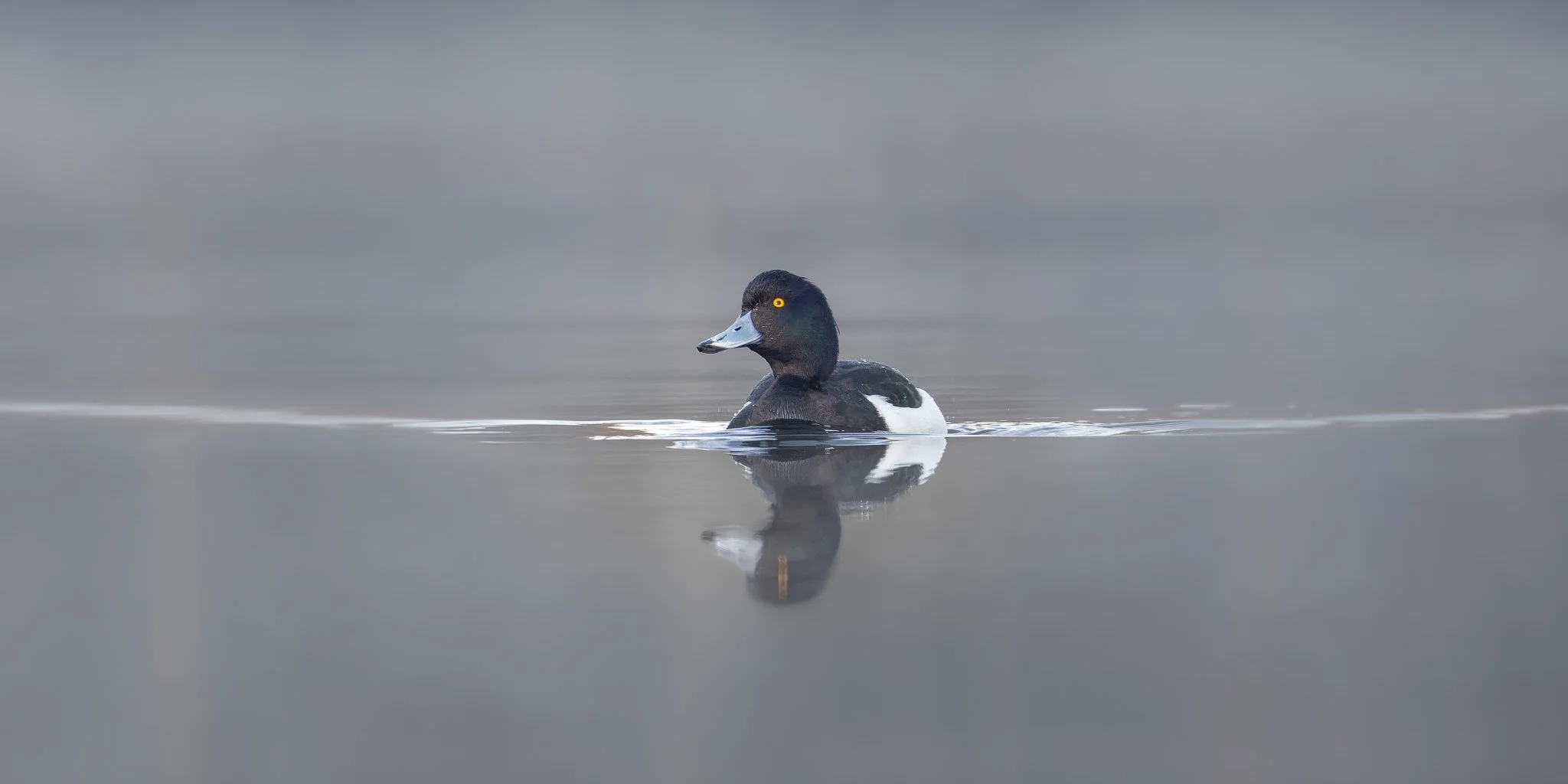 XS203052-DxO_DeepPRIME XD2s-2.jpg