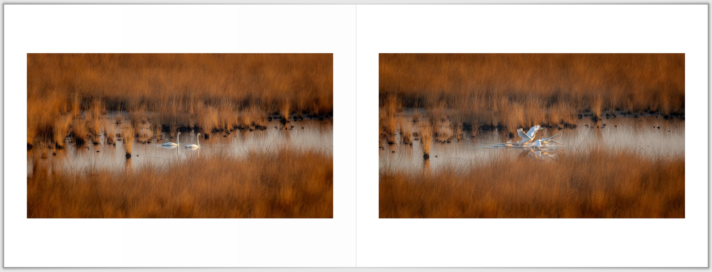 Schermafbeelding 2026-01-24 124610.jpg