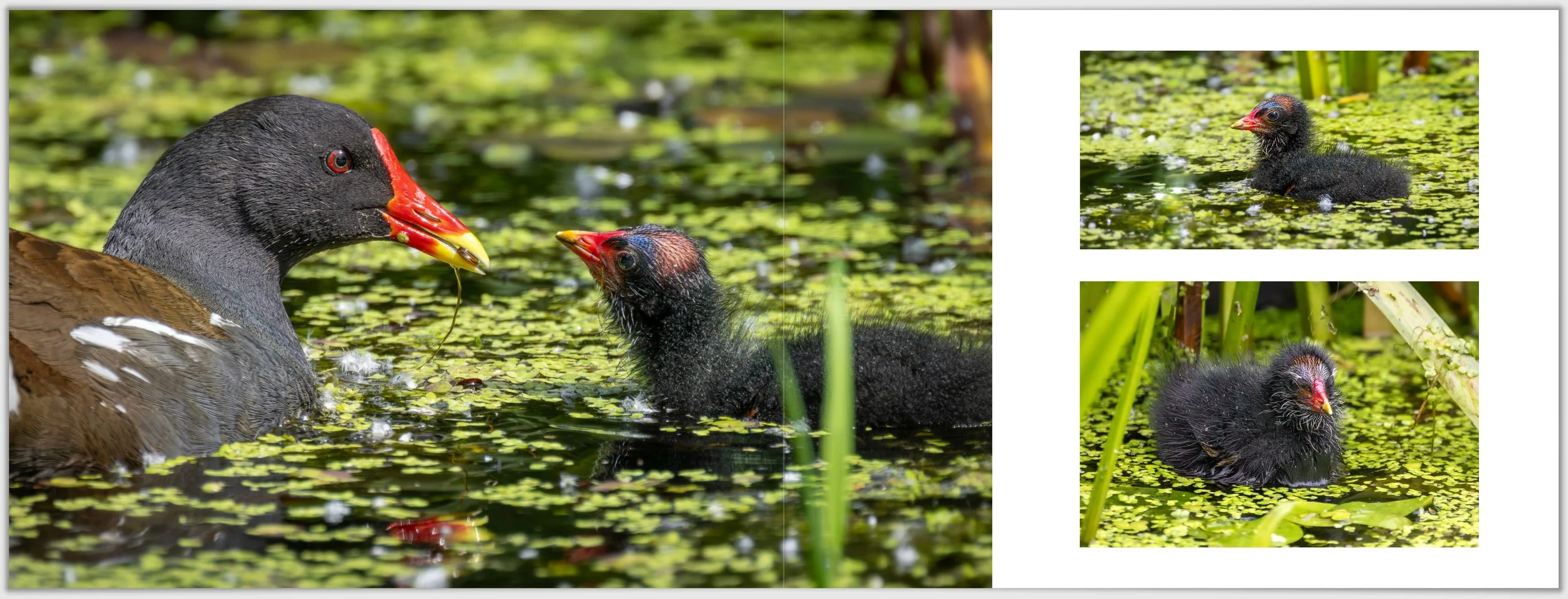 Schermafbeelding 2026-01-24 124156.jpg