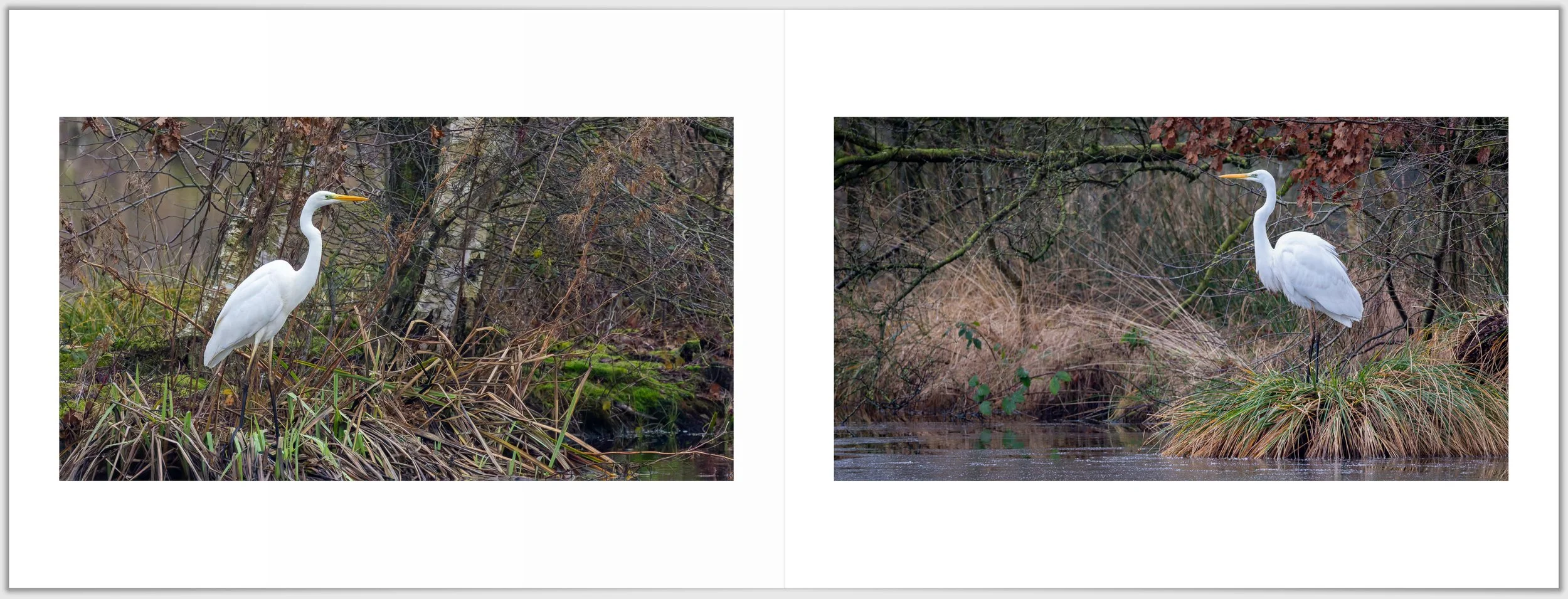 Schermafbeelding 2026-01-24 124420.jpg