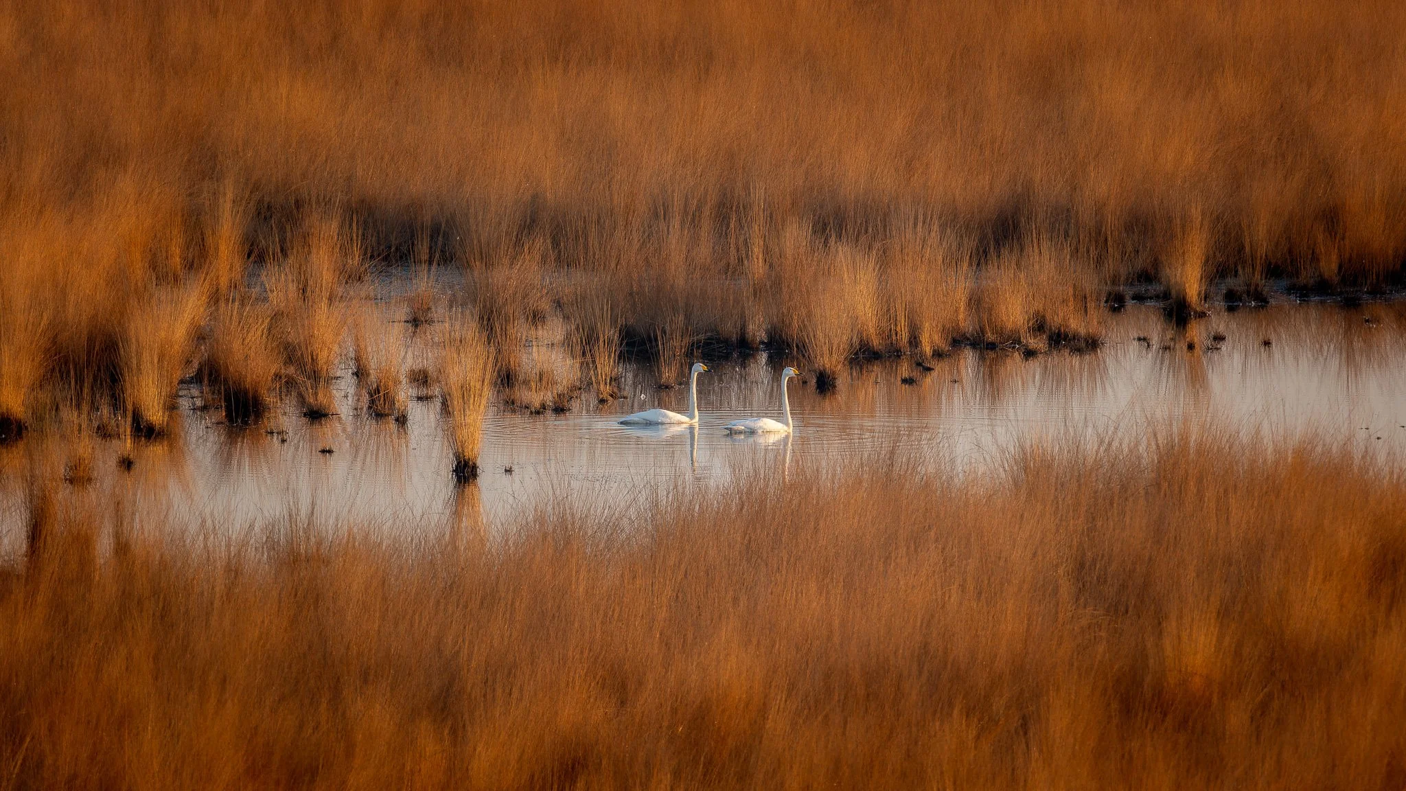 XS202246-DxO_DeepPRIME XD2s.jpg